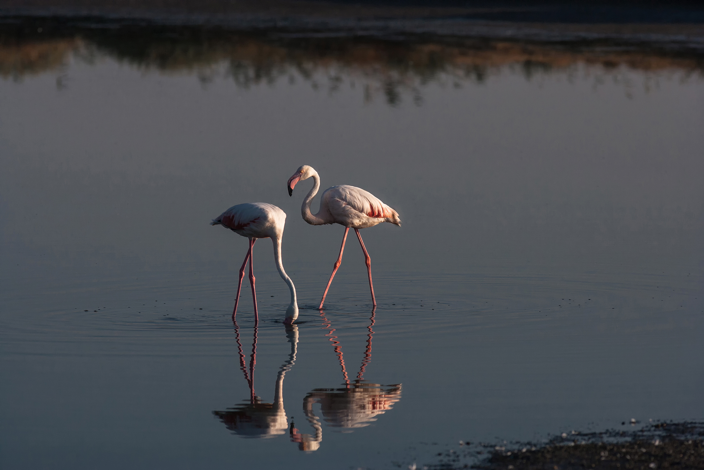 Fenicotteri - stagno Santa Giusta di Arborea