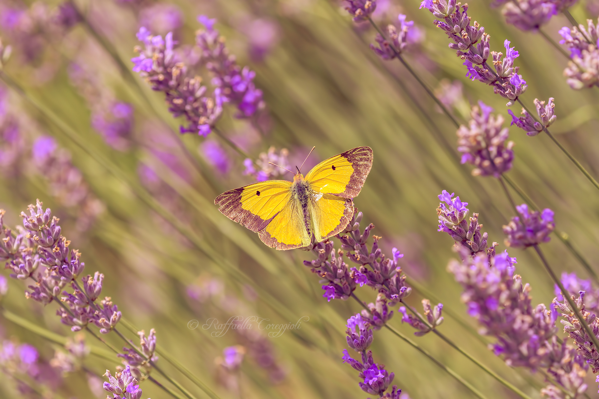 In the center of Lavender