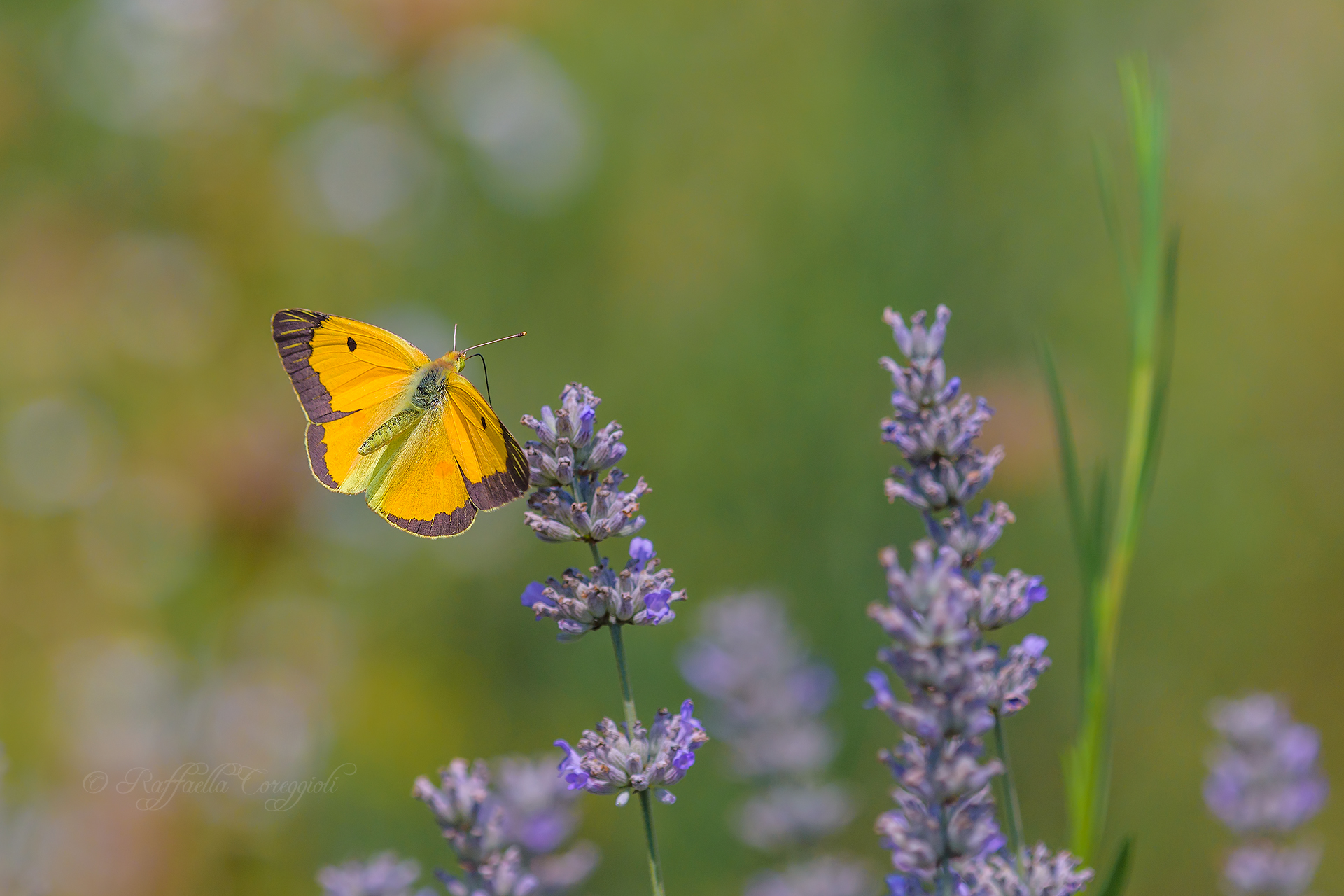 Colias crocea