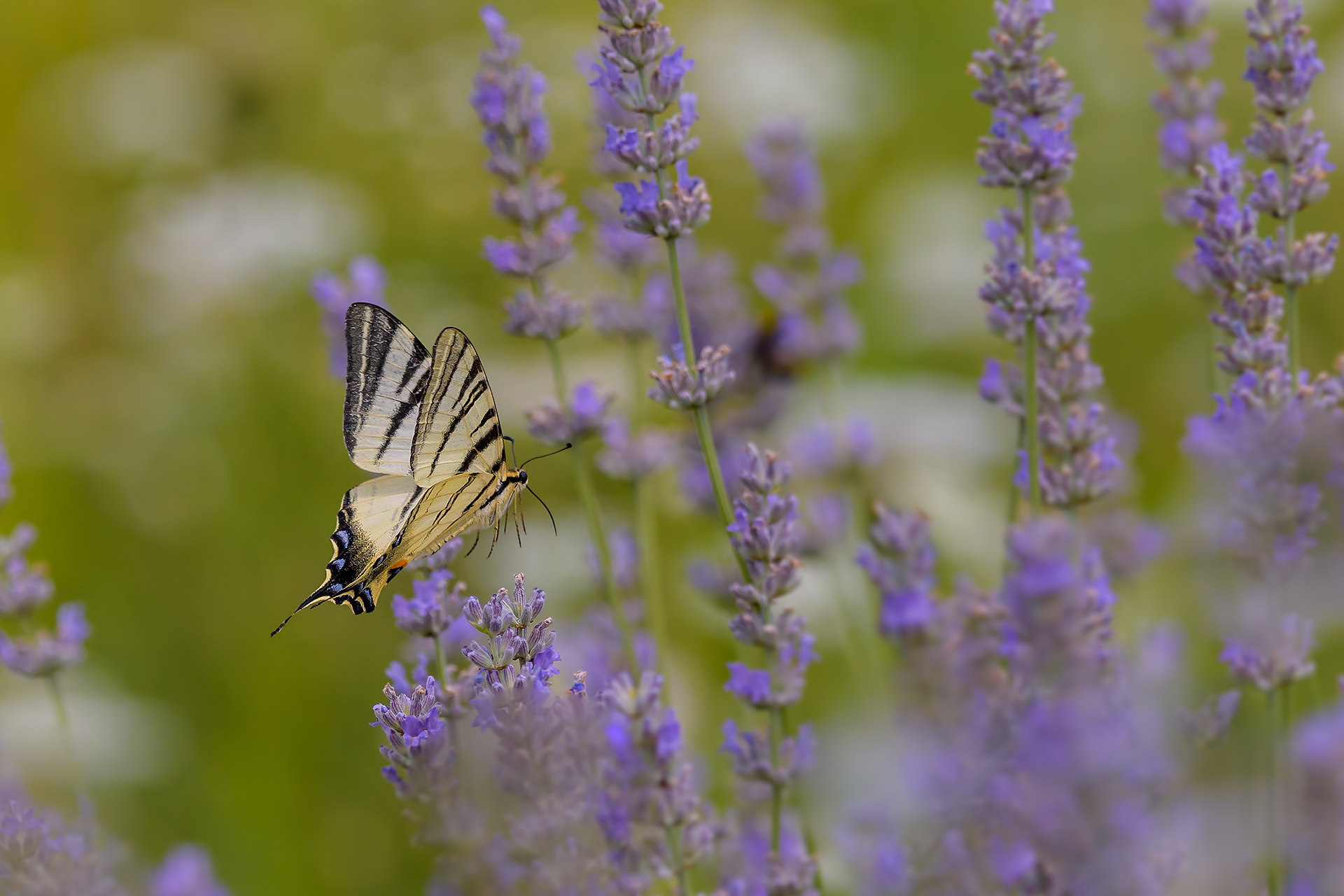 The visit of the Podalirio