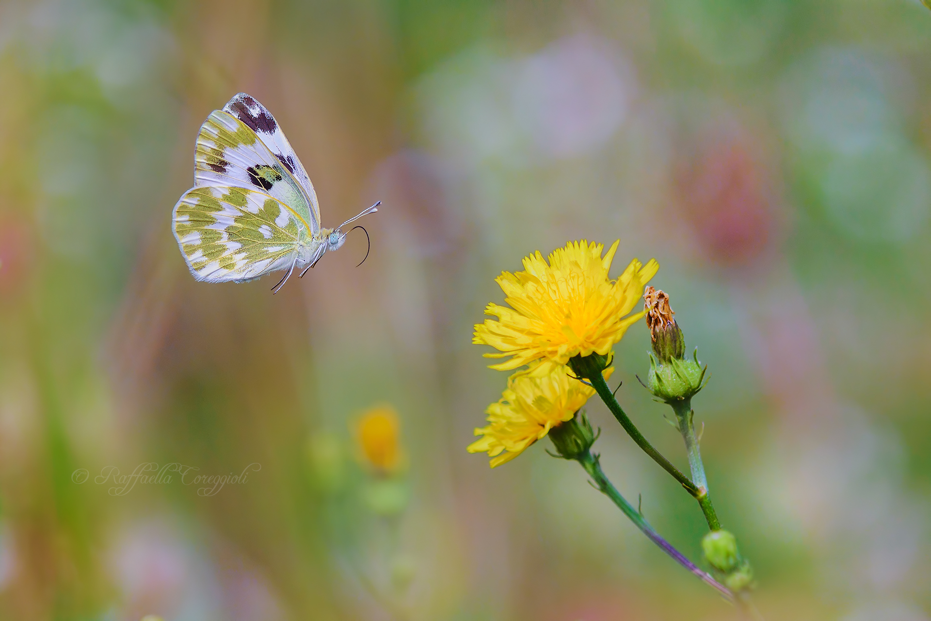 What a struggle to do it in flight!