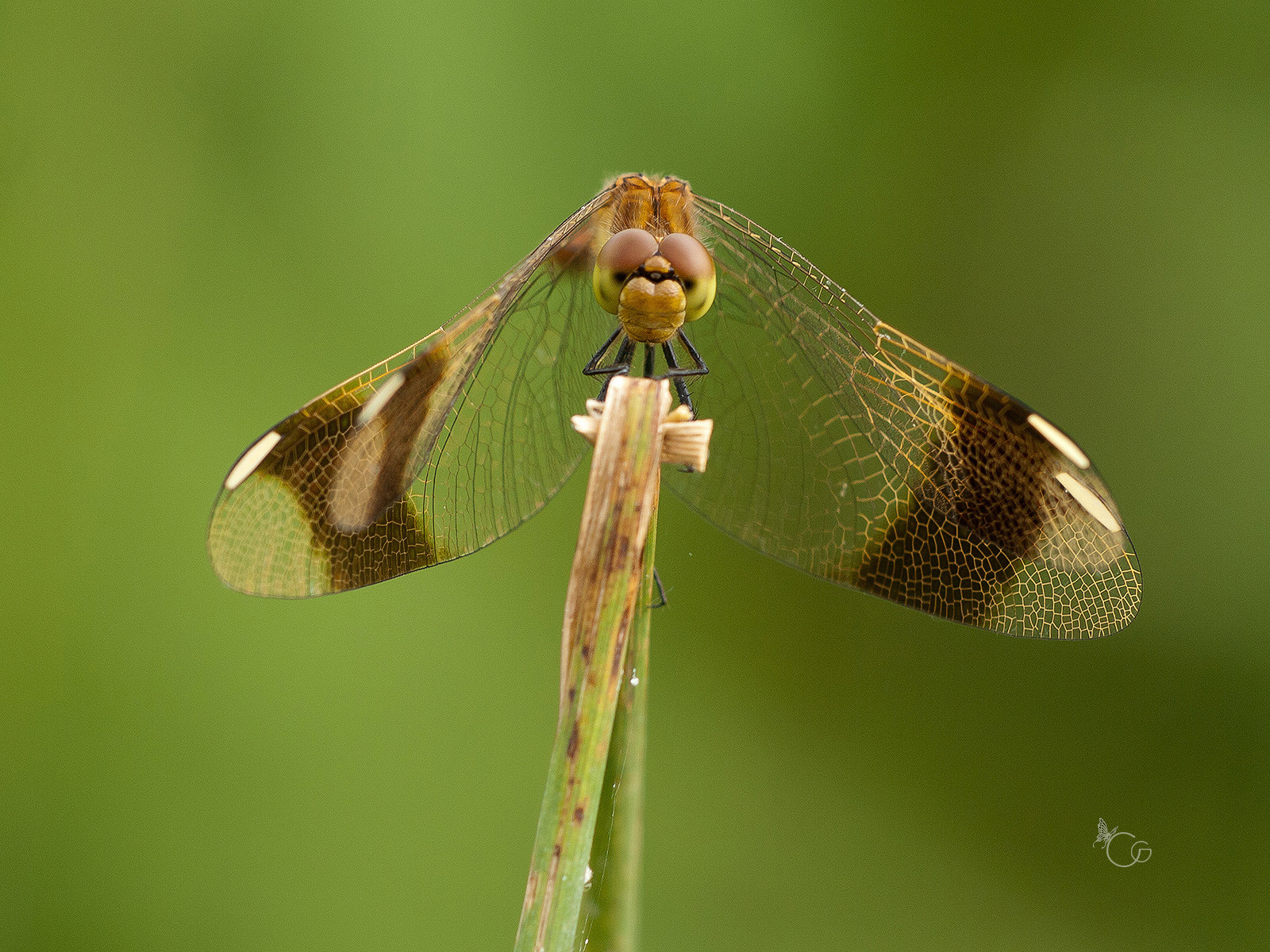 Hello... My name is Cinzia and you?