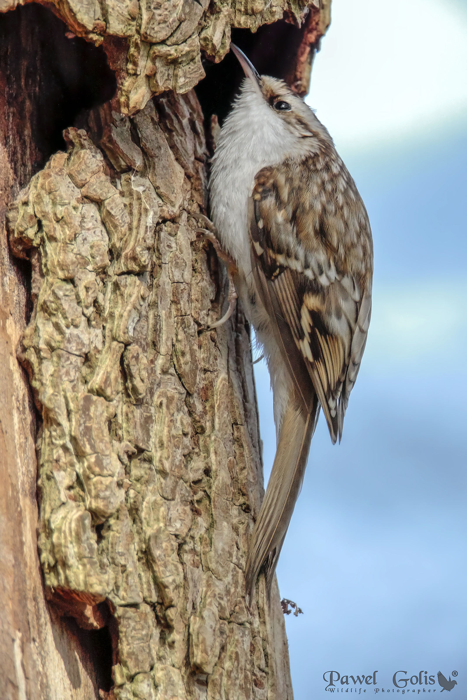 Treecreeper (Certhia familiars)