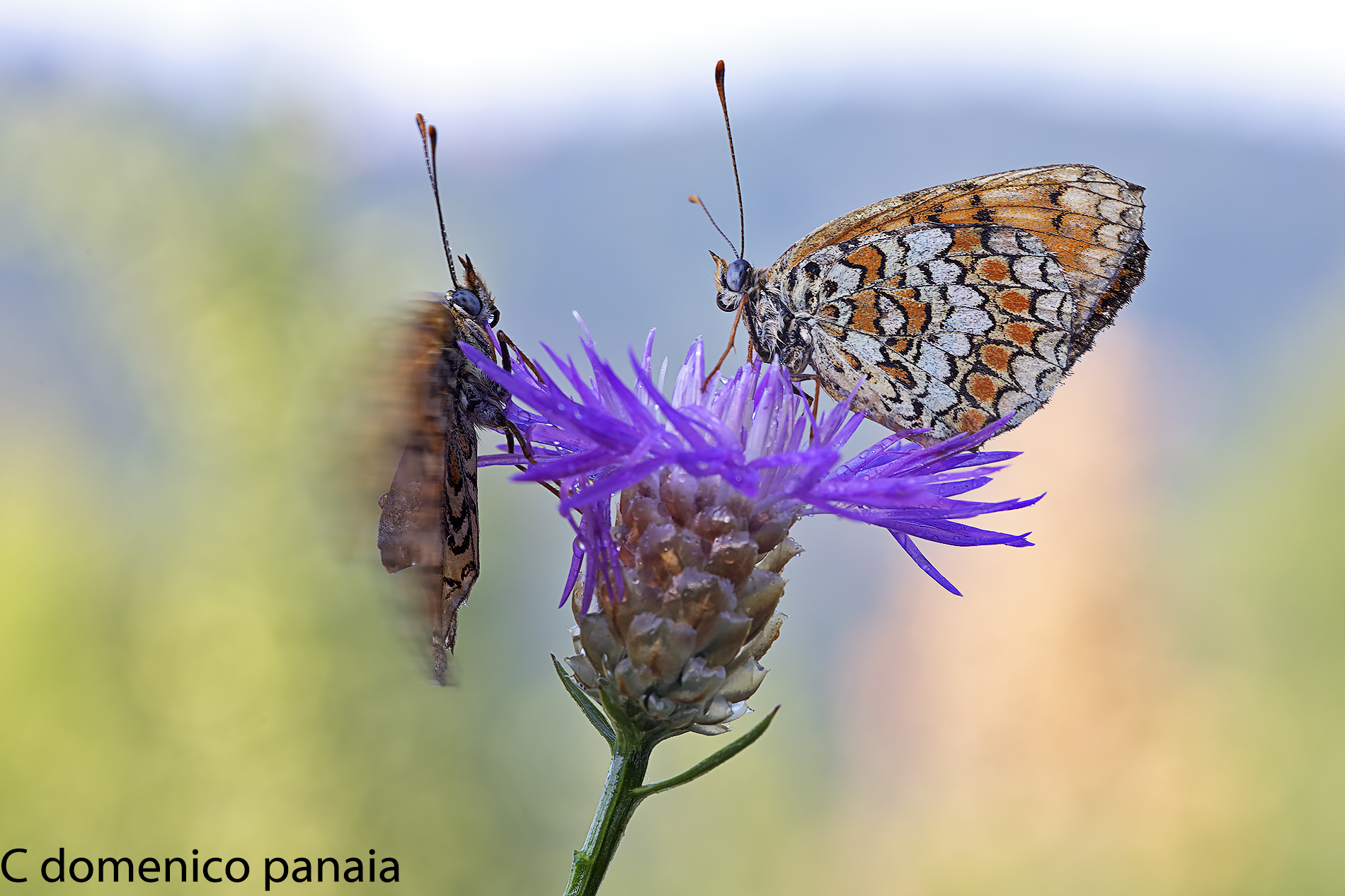 melitaea