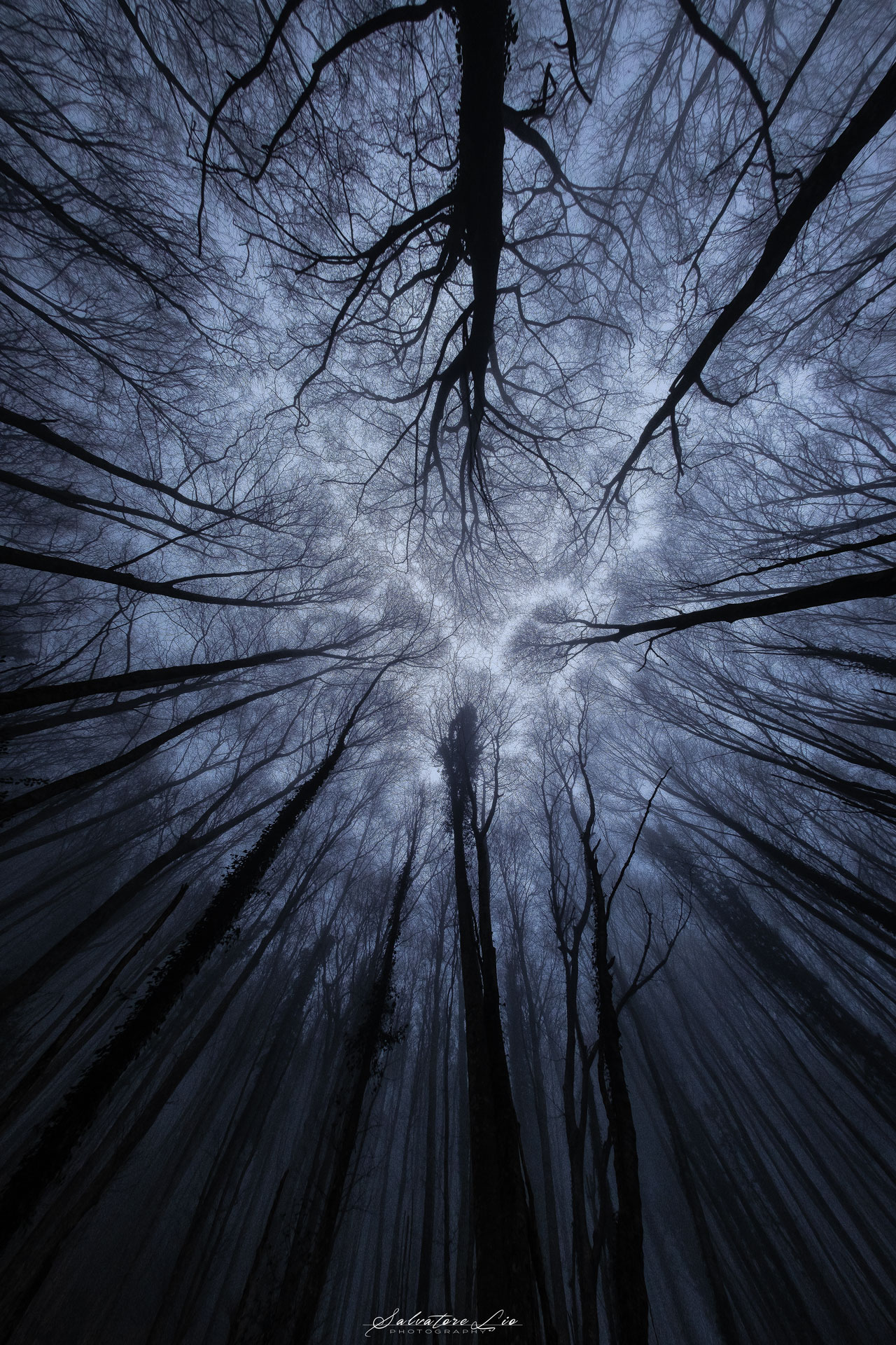 Timidezza delle chiome