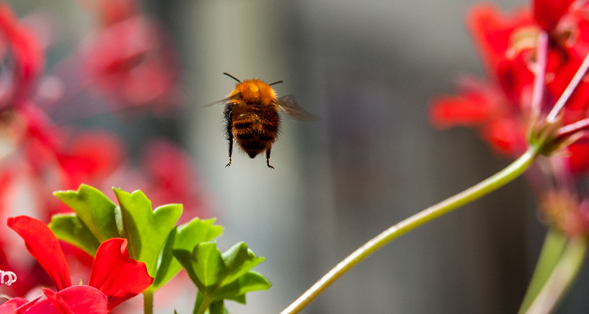 Hello..... to-Morrow