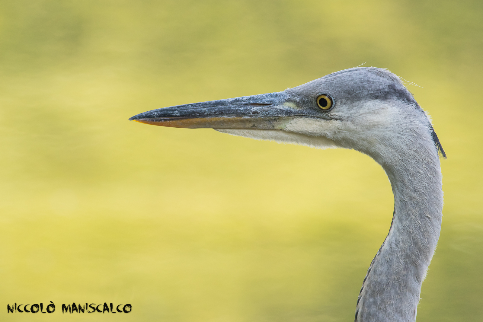 A Super close-up portrait