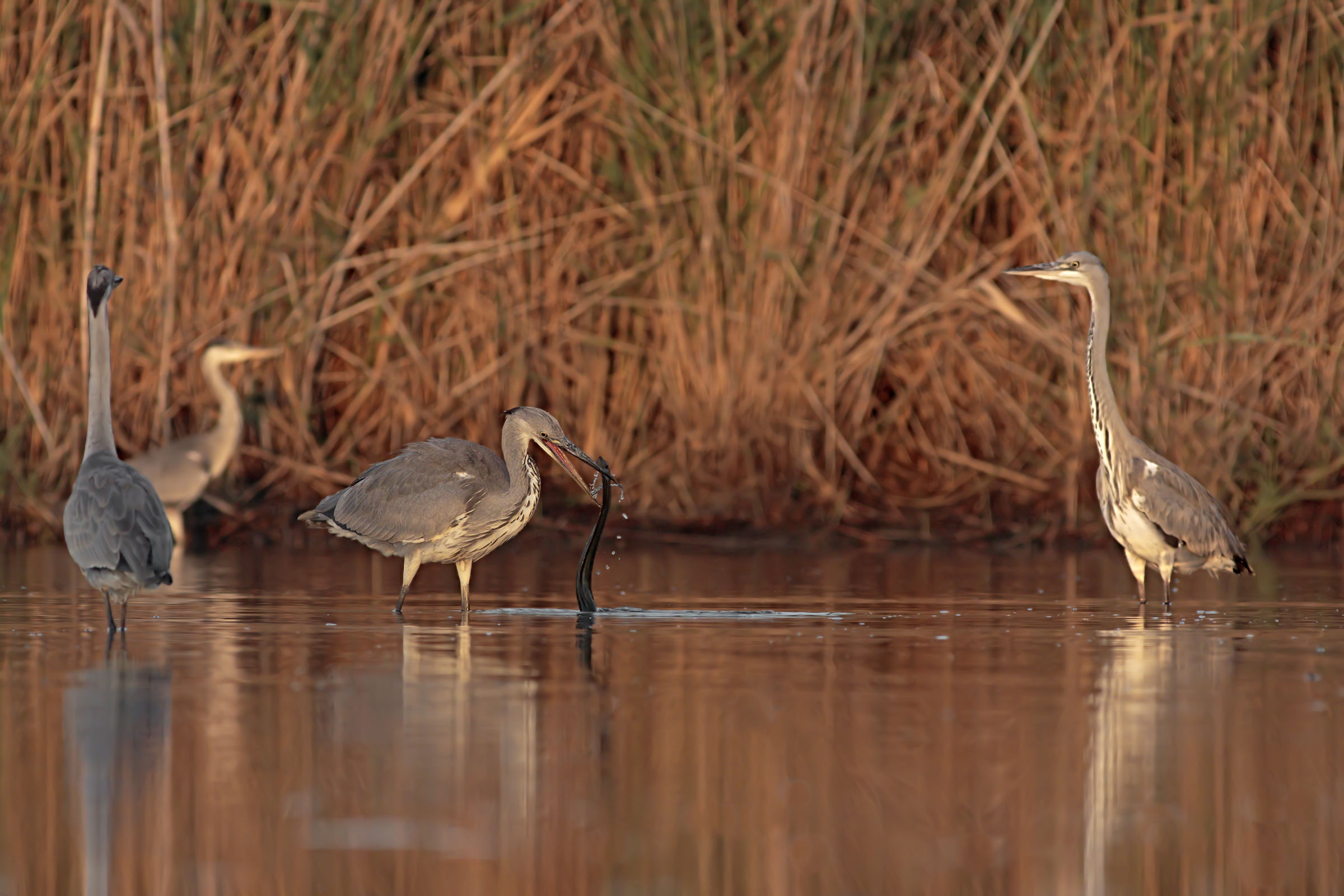 At the Sagra del Cenerino