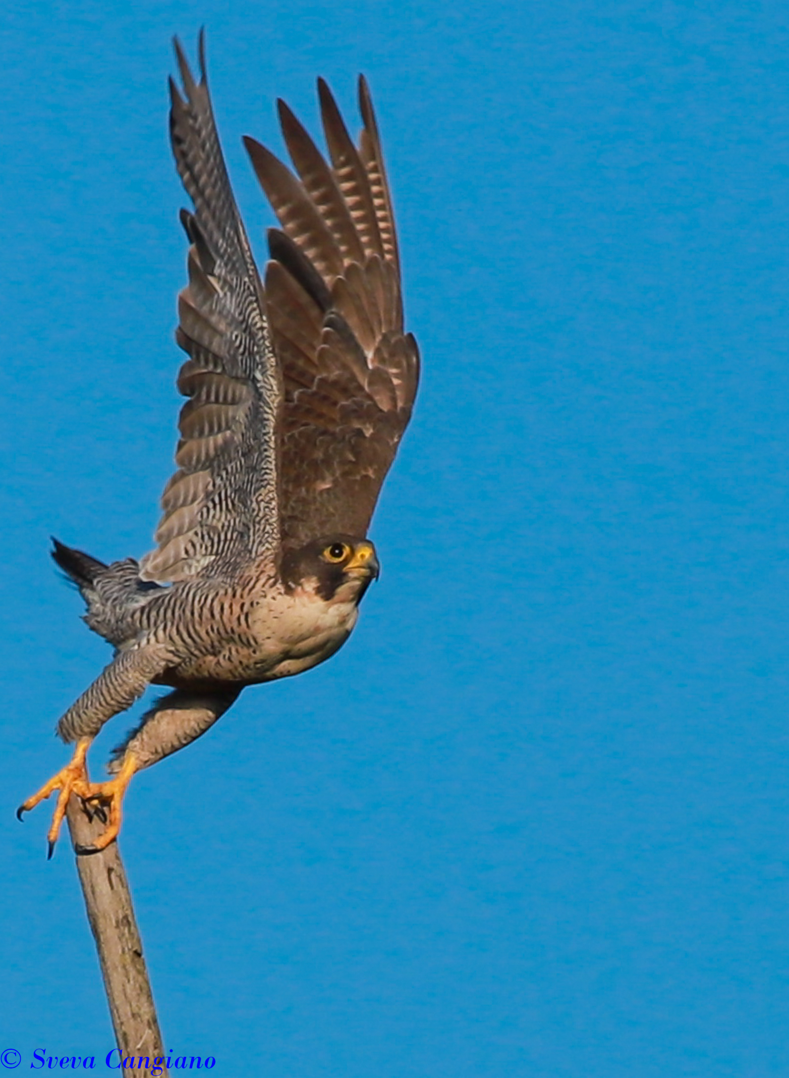 Lo sacco del falco pellegrino