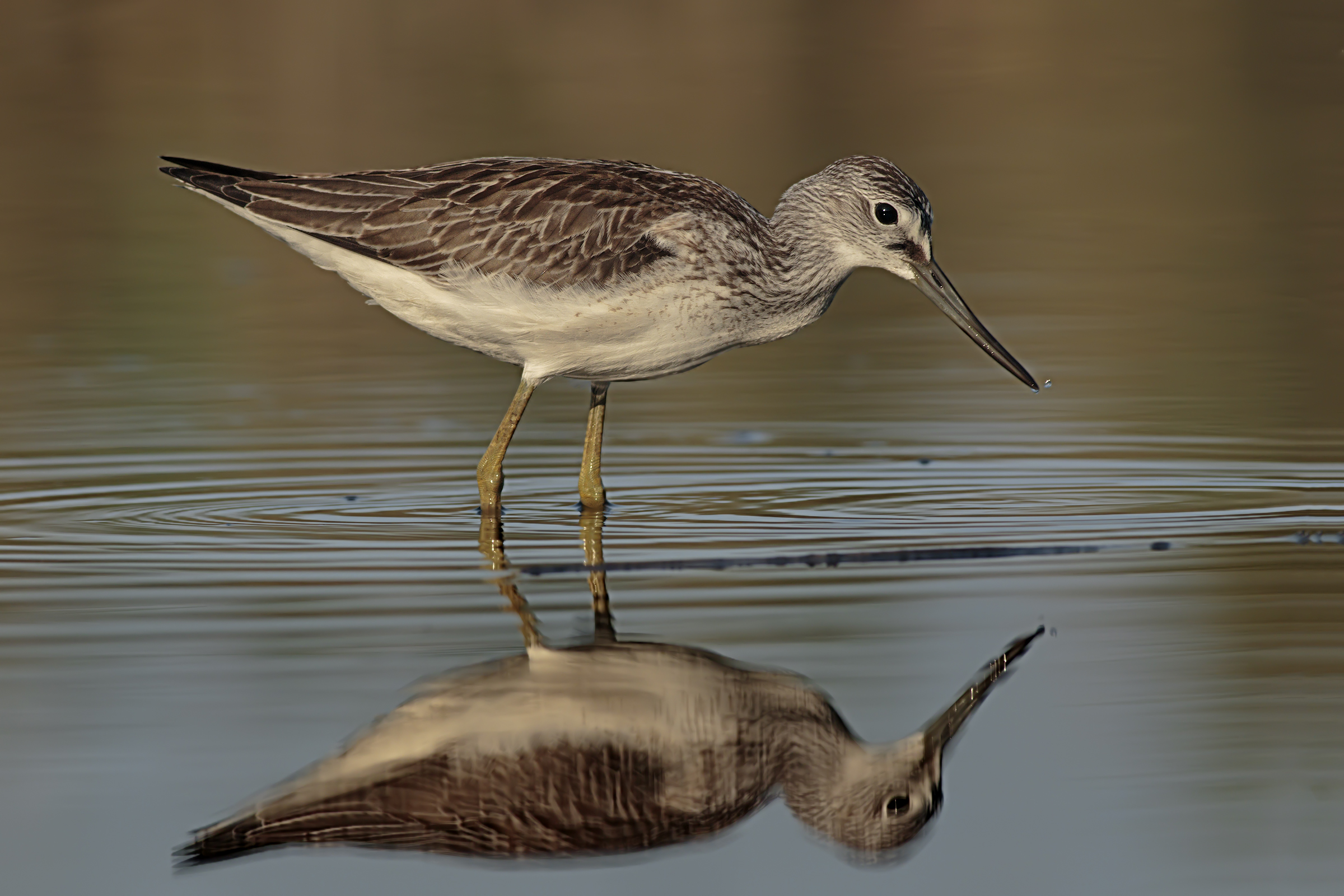 Greenshank