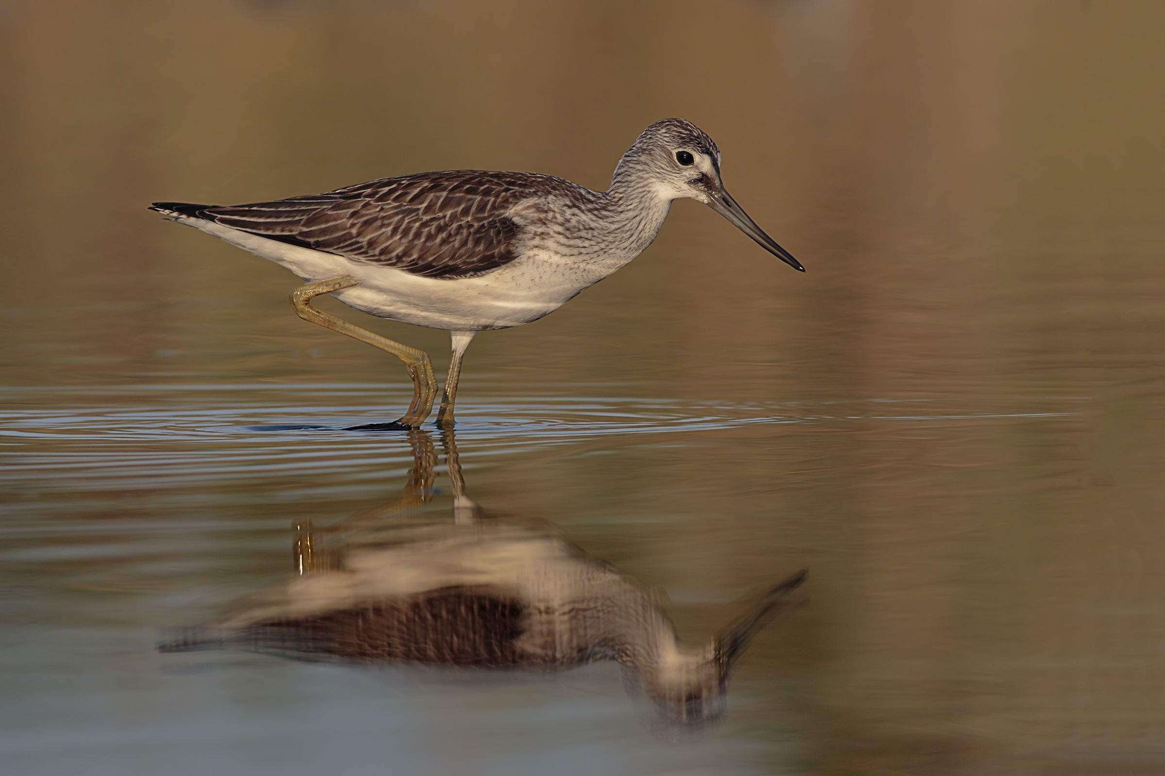 Greenshank