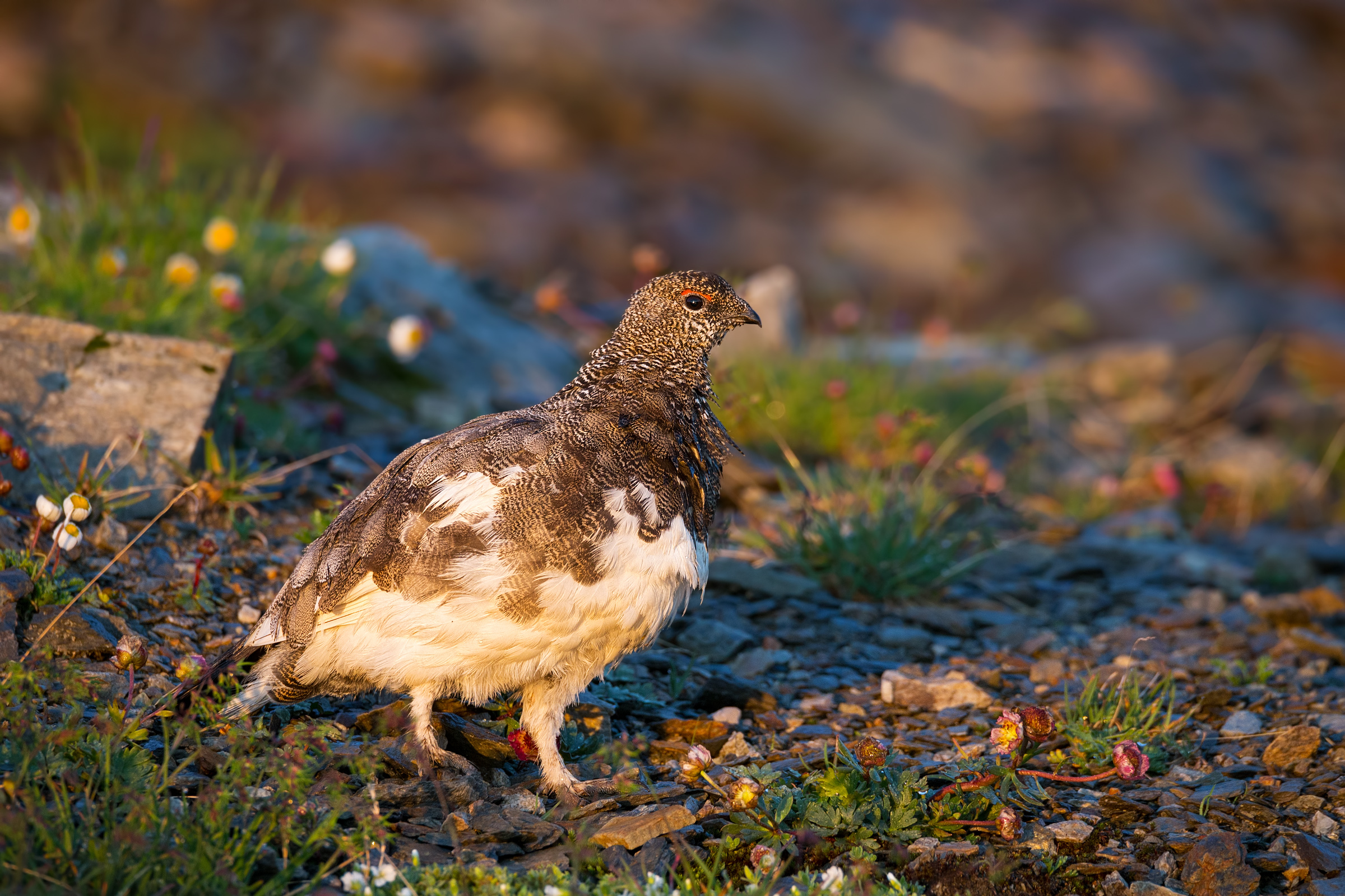 Pernice Bianca ai primi raggi di sole