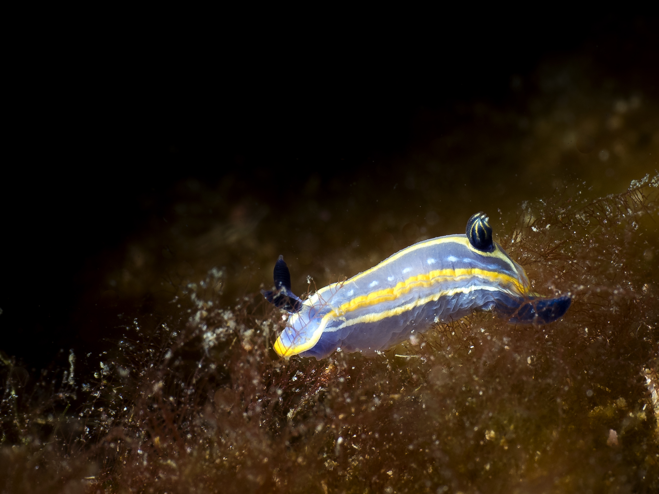 Nudibranco