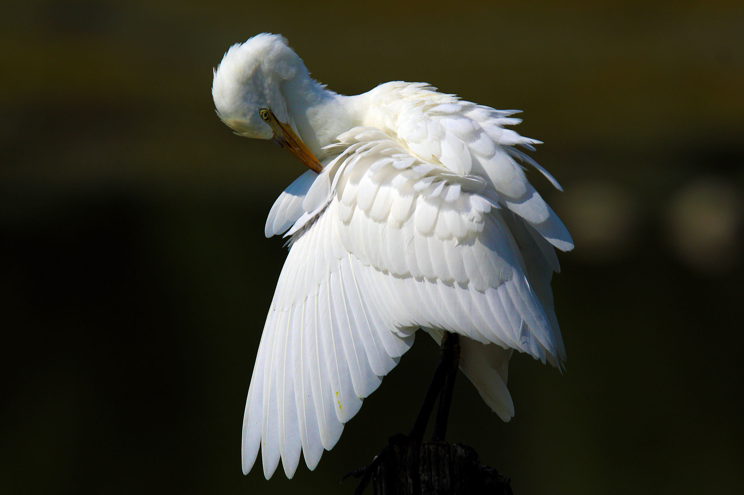 Egret