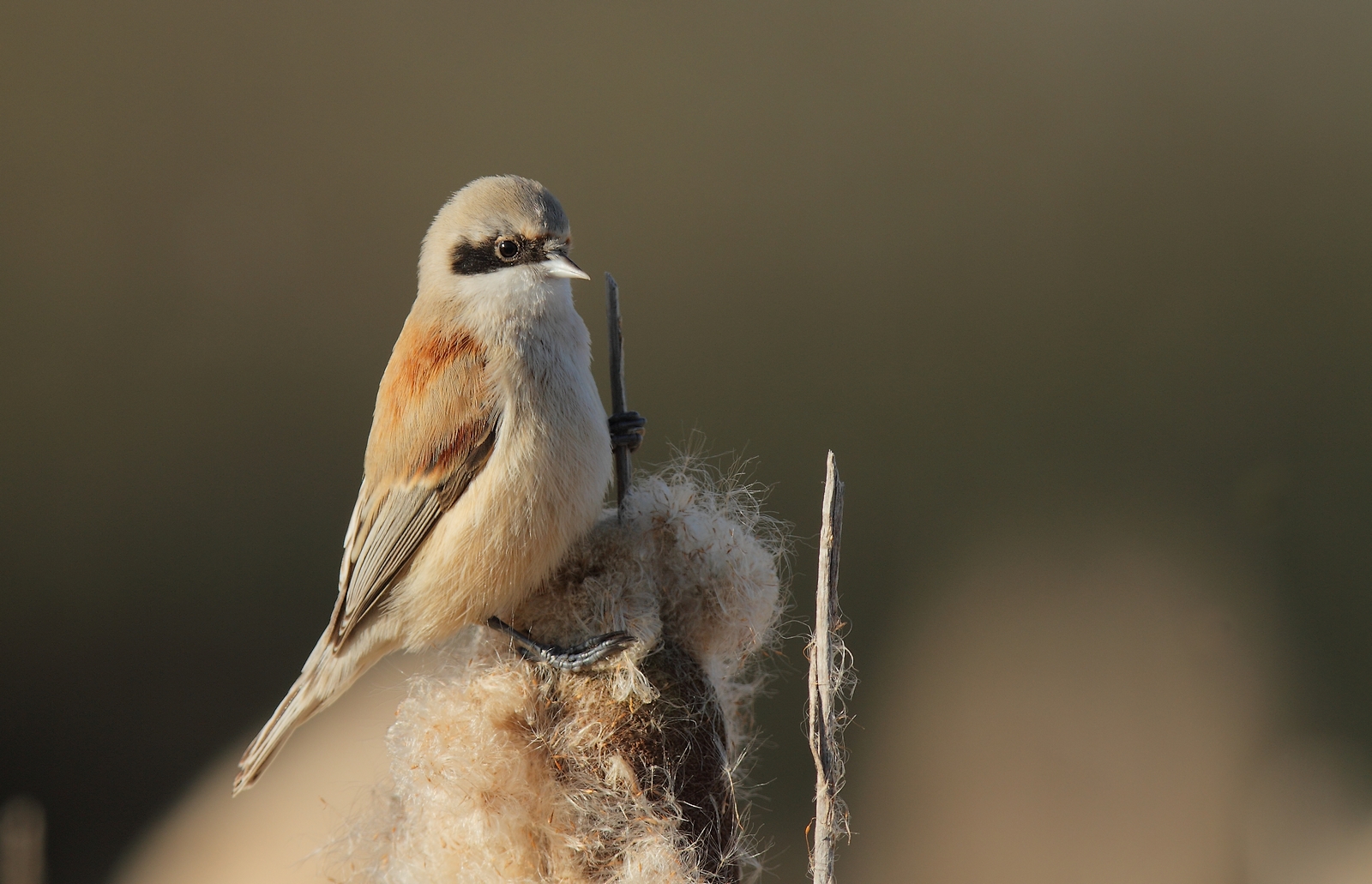 rémiz penduline  ou mésange remiz