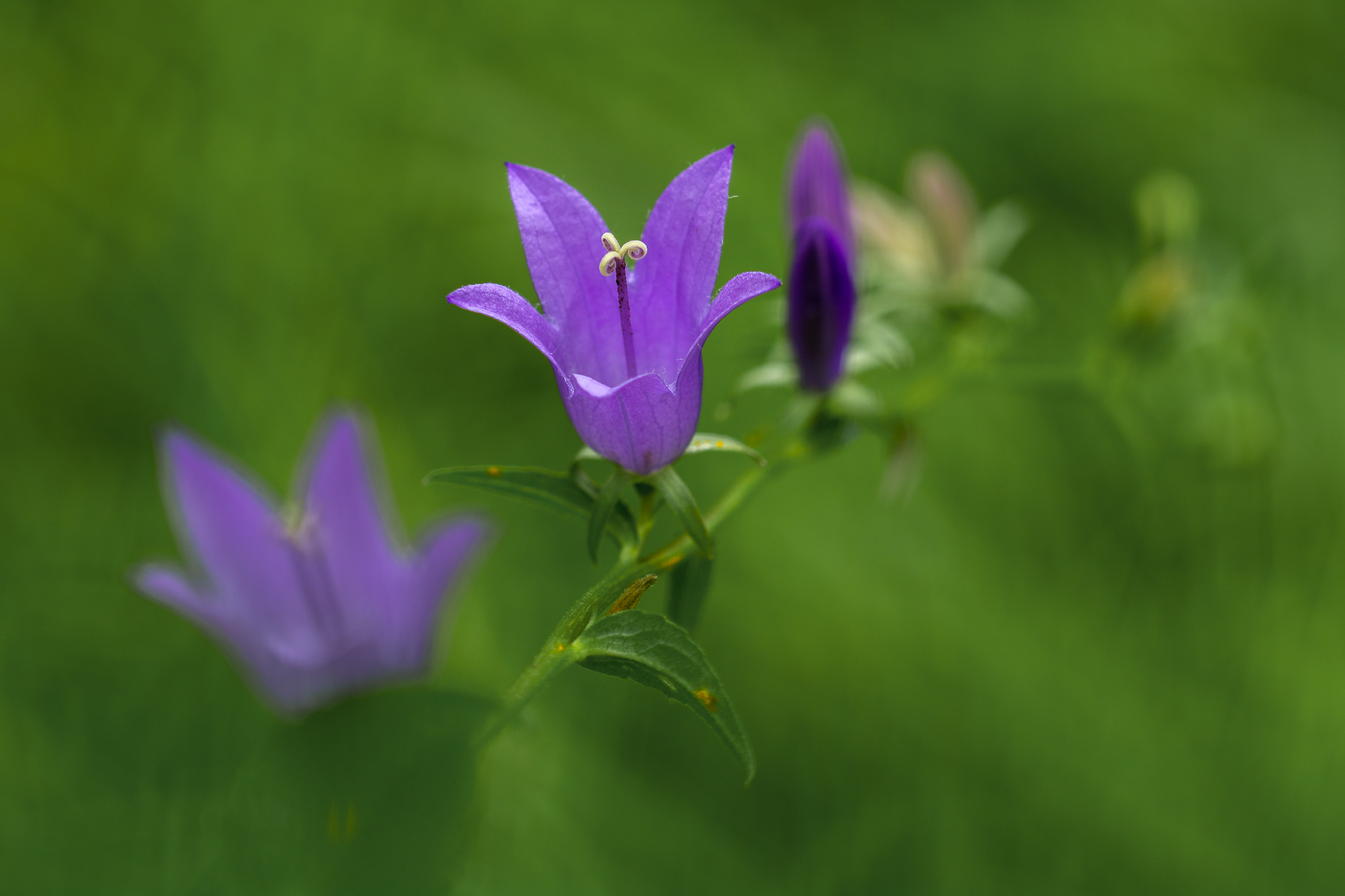 Campanula latifolia