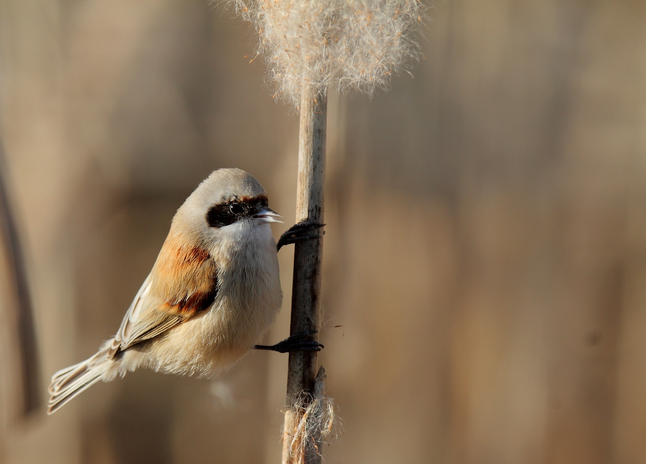 rémiz penduline  ou mésange remiz