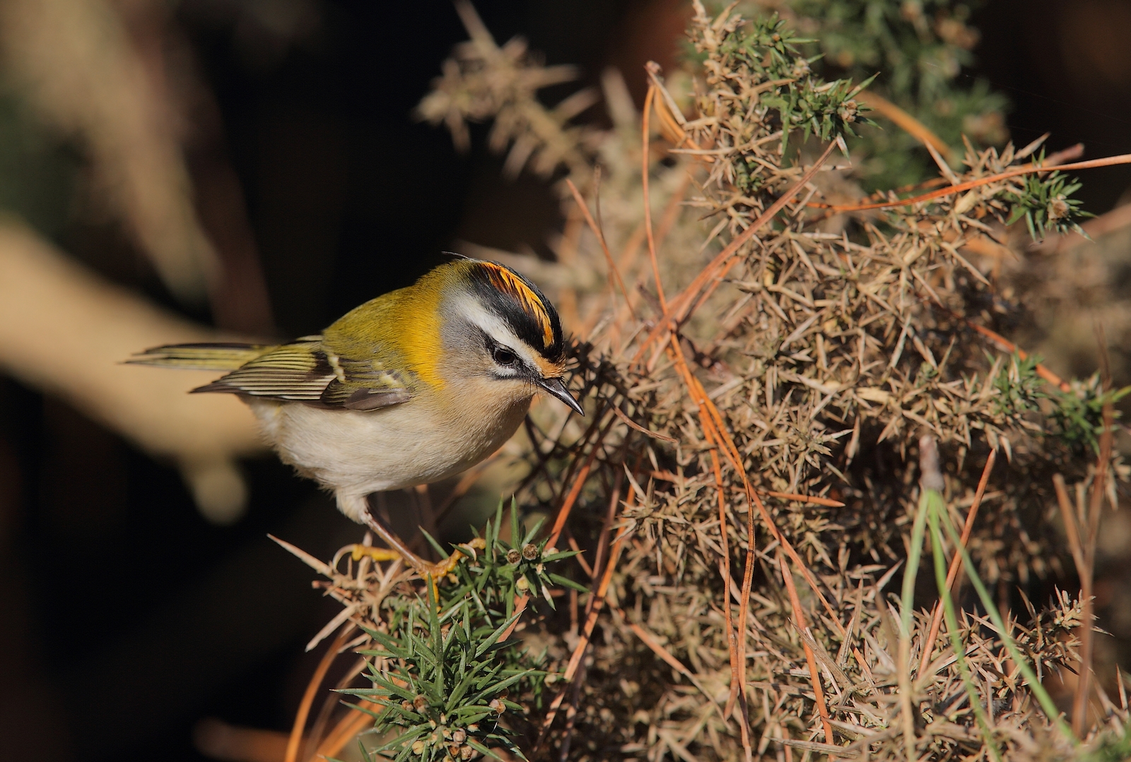 roitelet triple bandeaux