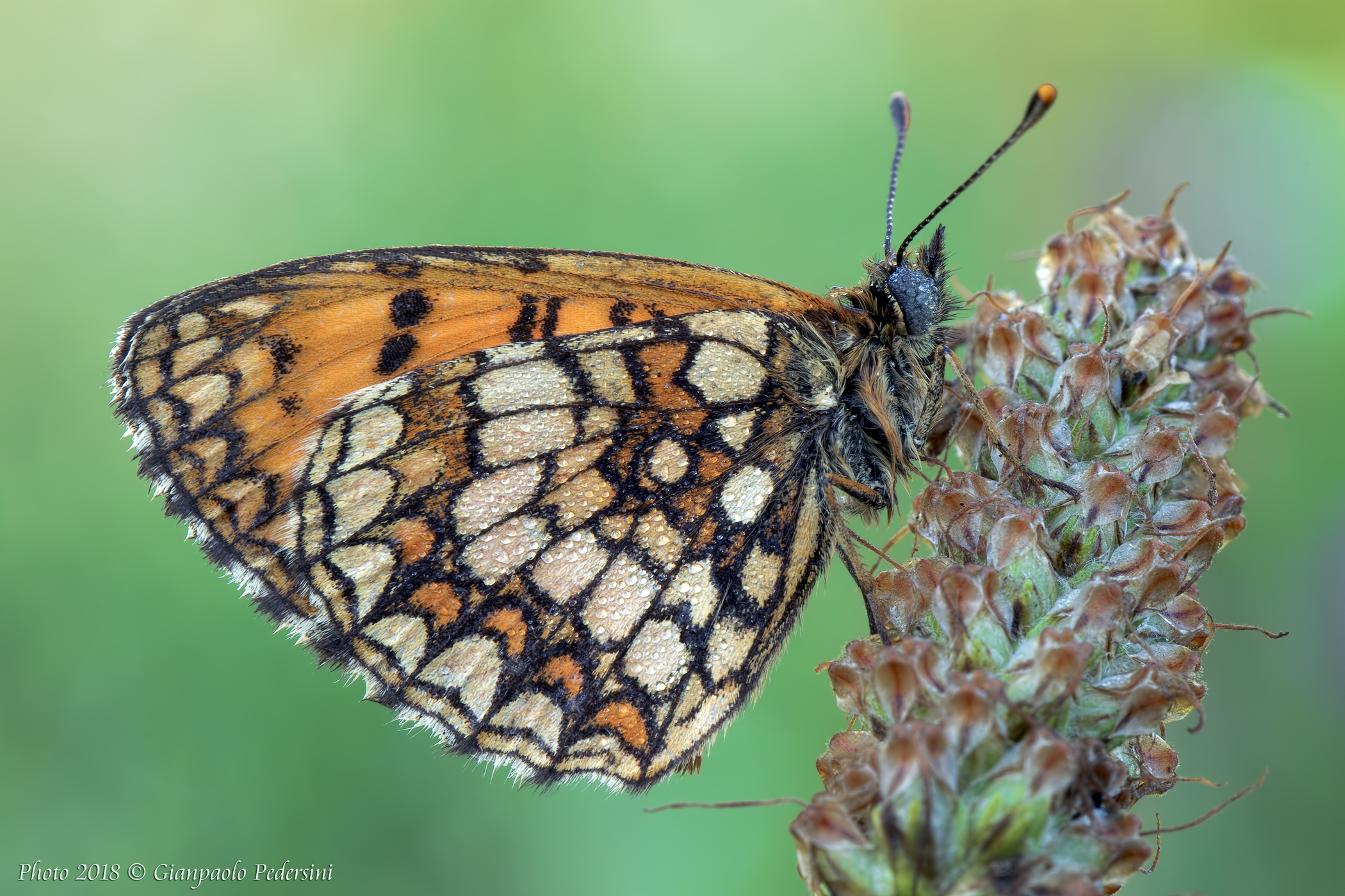 Melitaea Miqqez