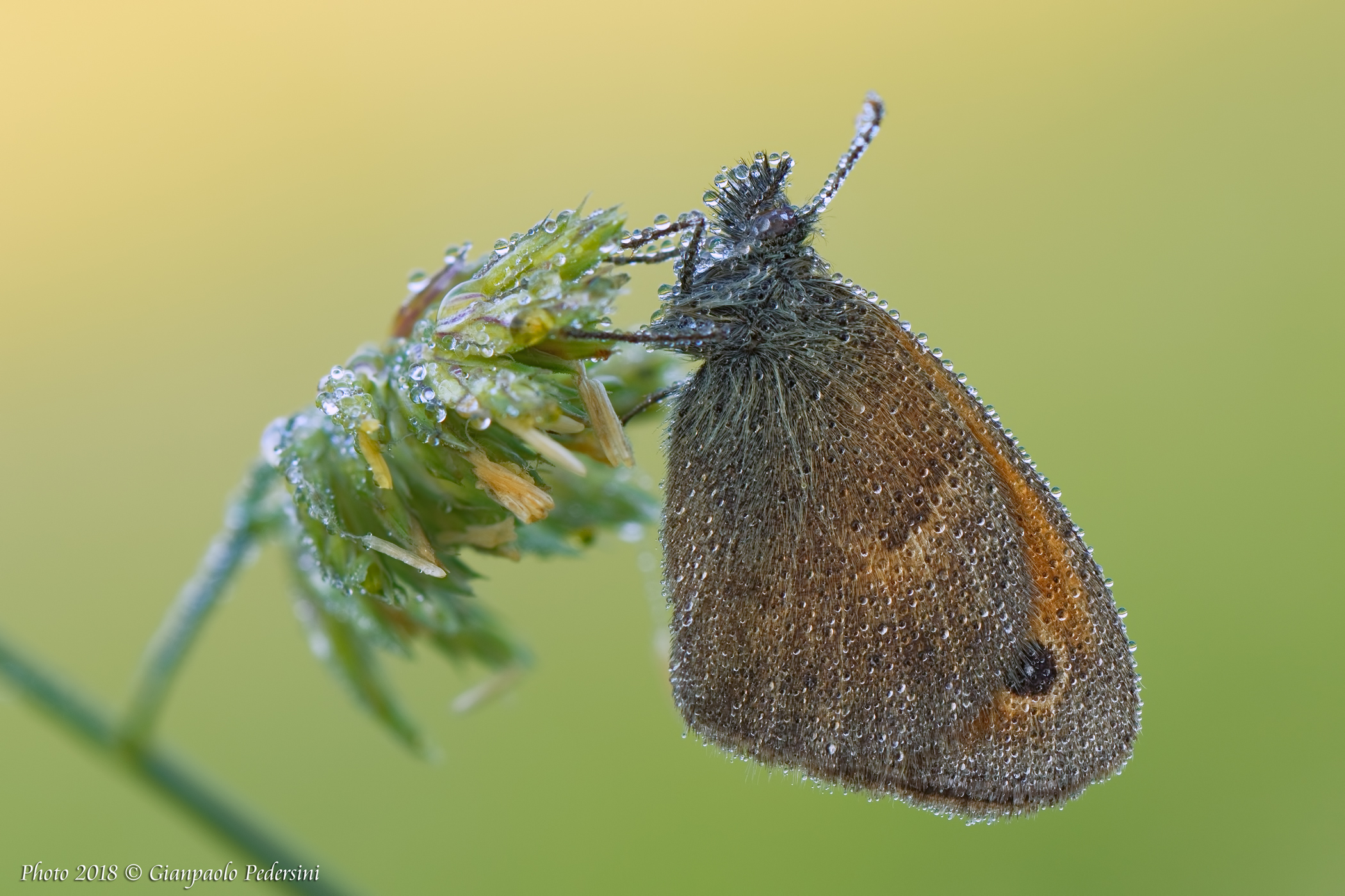 Coenonympha Pamphilus