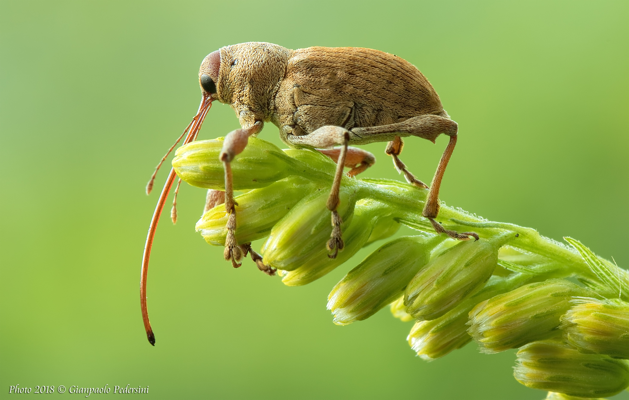 Balanino del castagno - Curculio elephas (2)