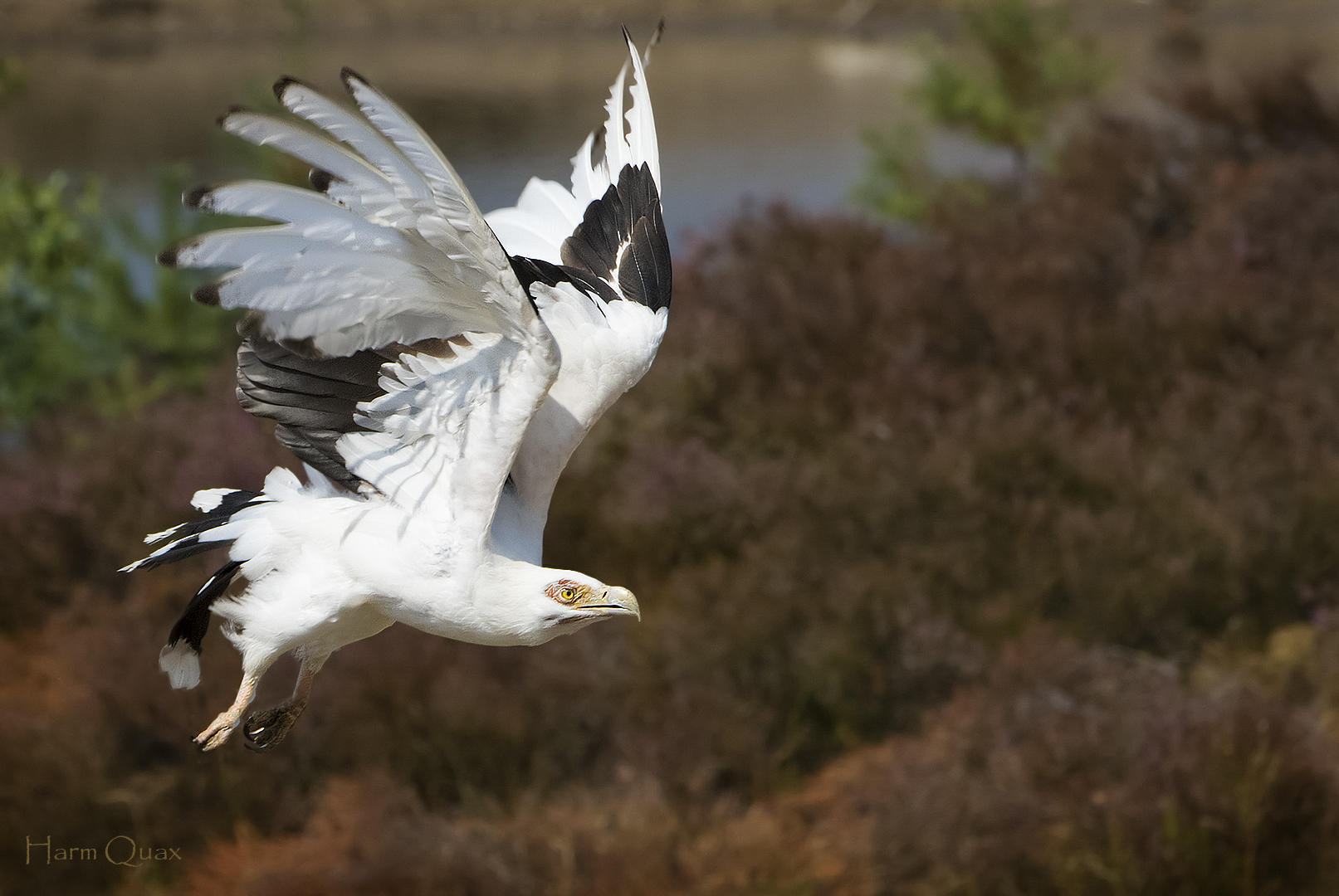 Gypohierax angolensis
