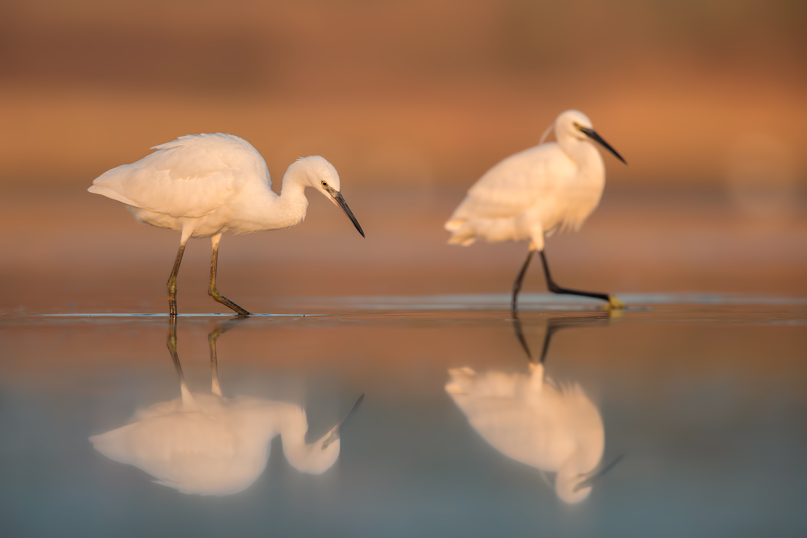 Egrets
