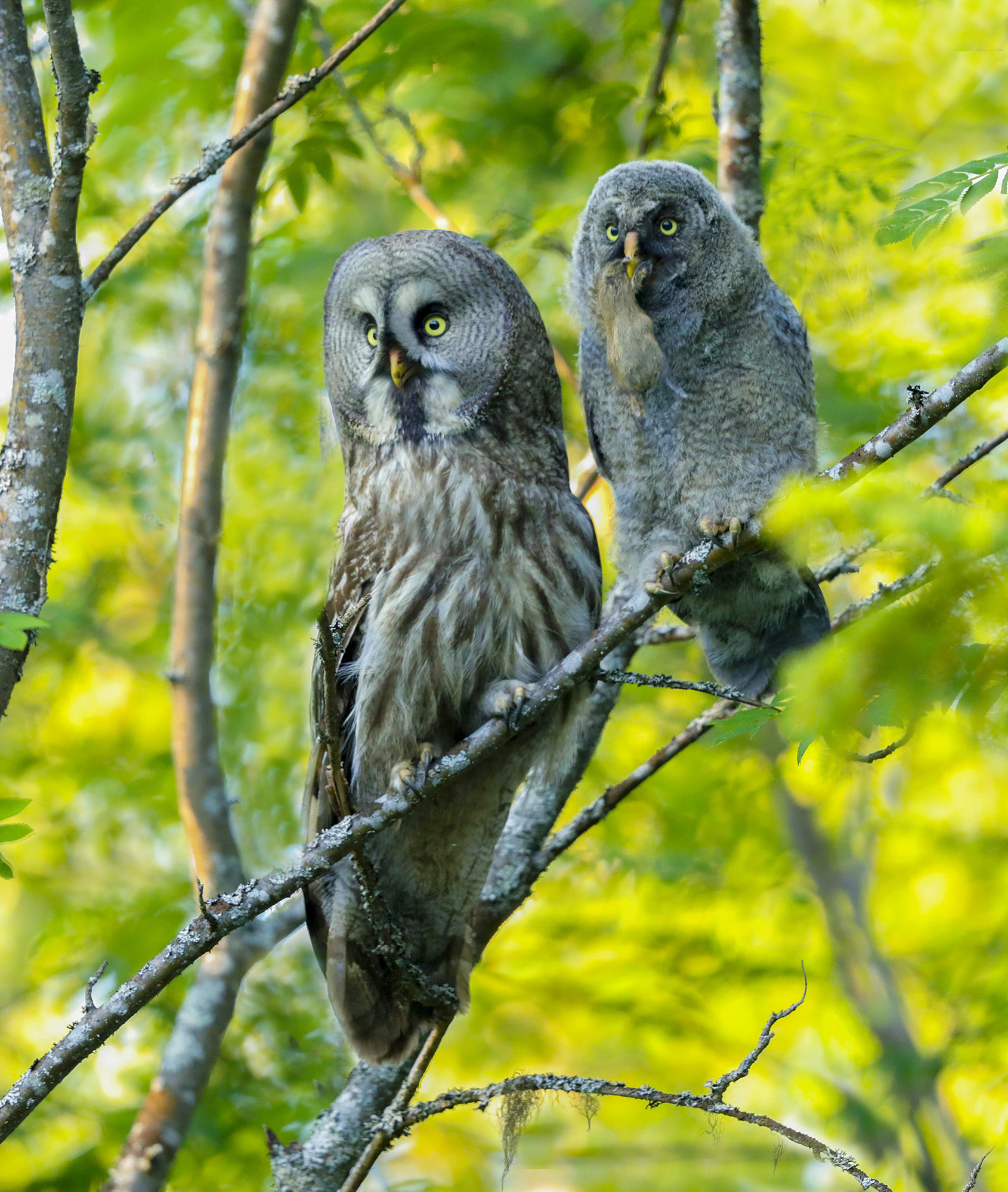 allocco di lapponia.