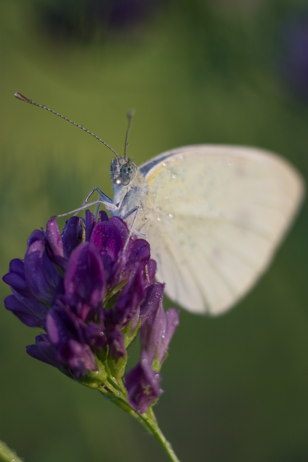 Pieris brassicae