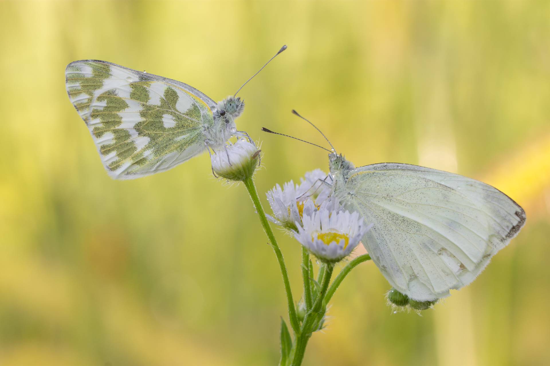 Pieris Edusa and Pieris brassicae