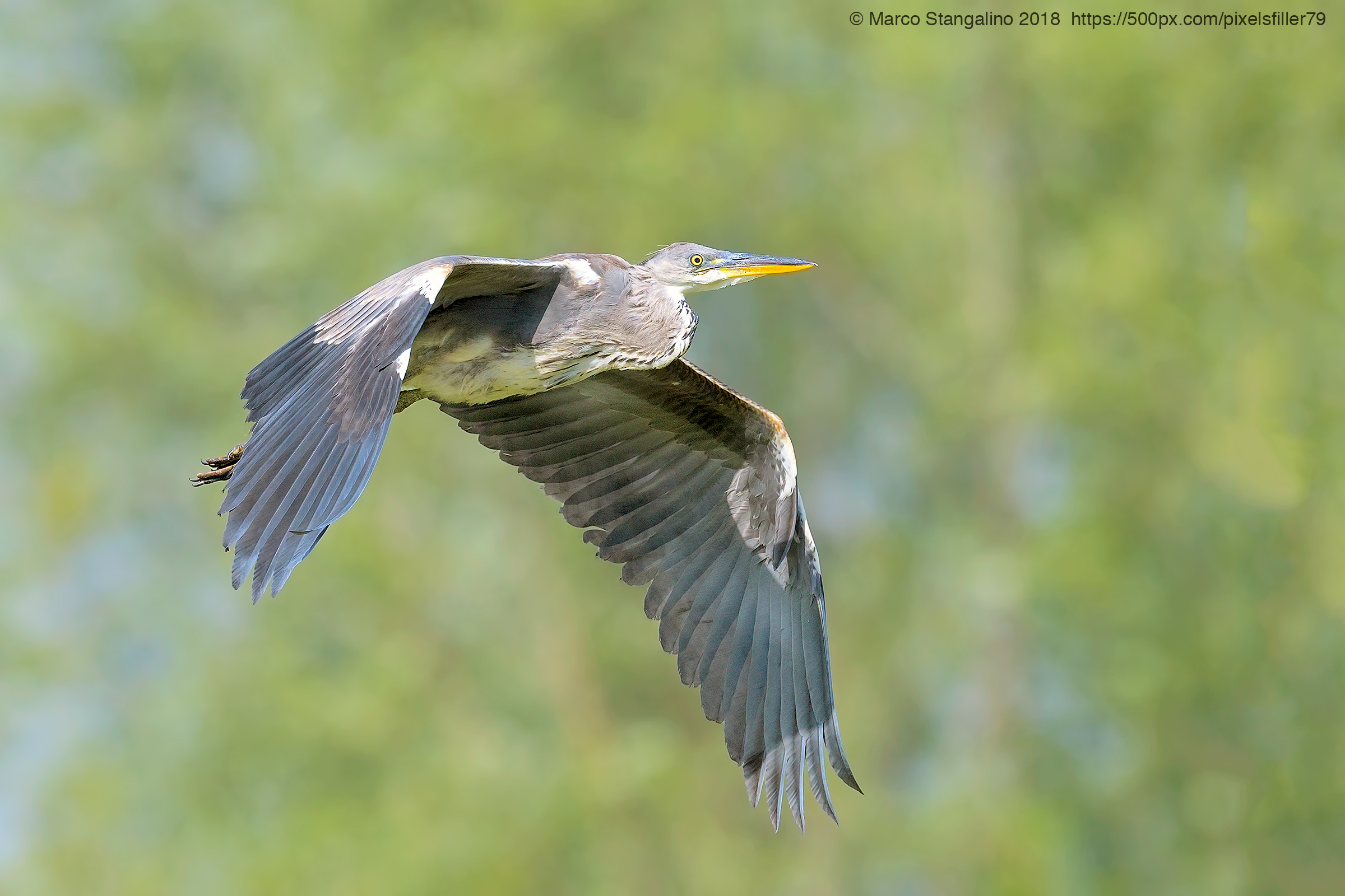 Flying Heron