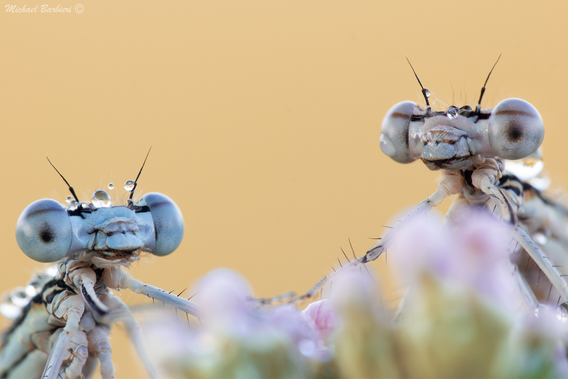 Primo piano su damigelle