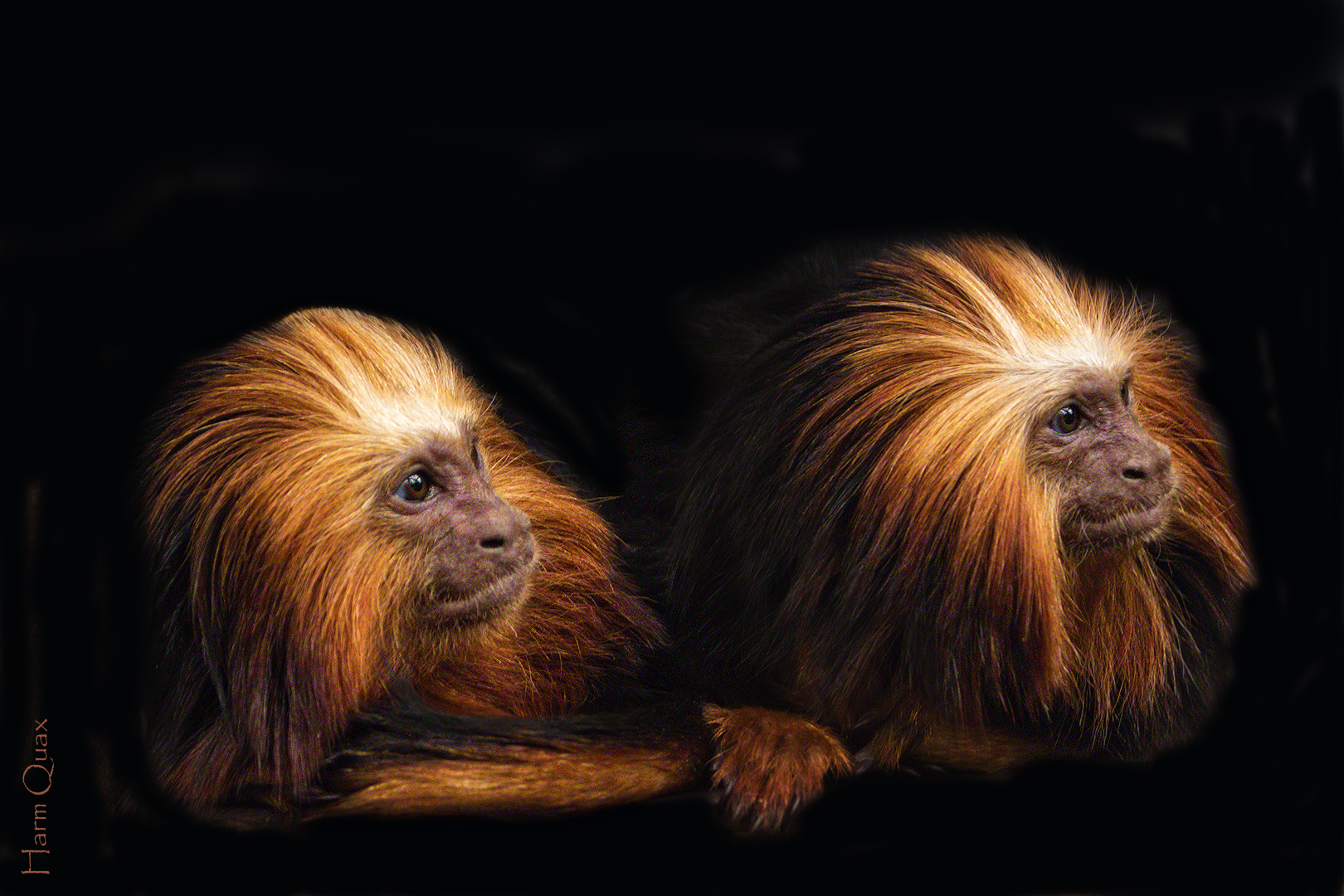 Leontopithecus chrysomelas