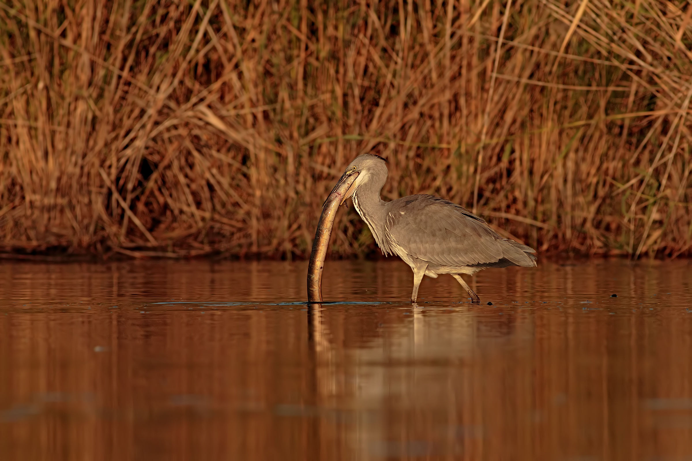Grey Heron