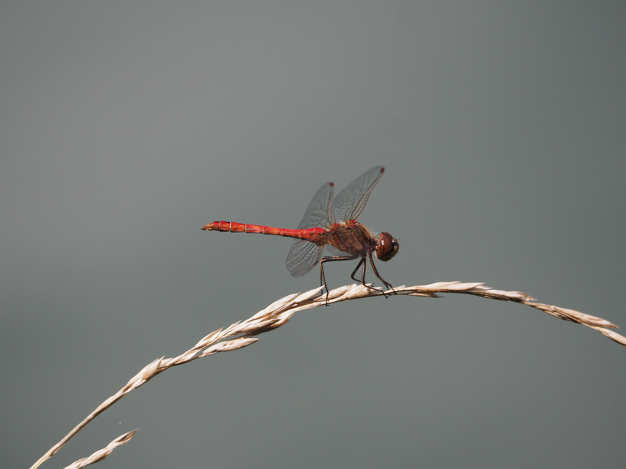 libellula