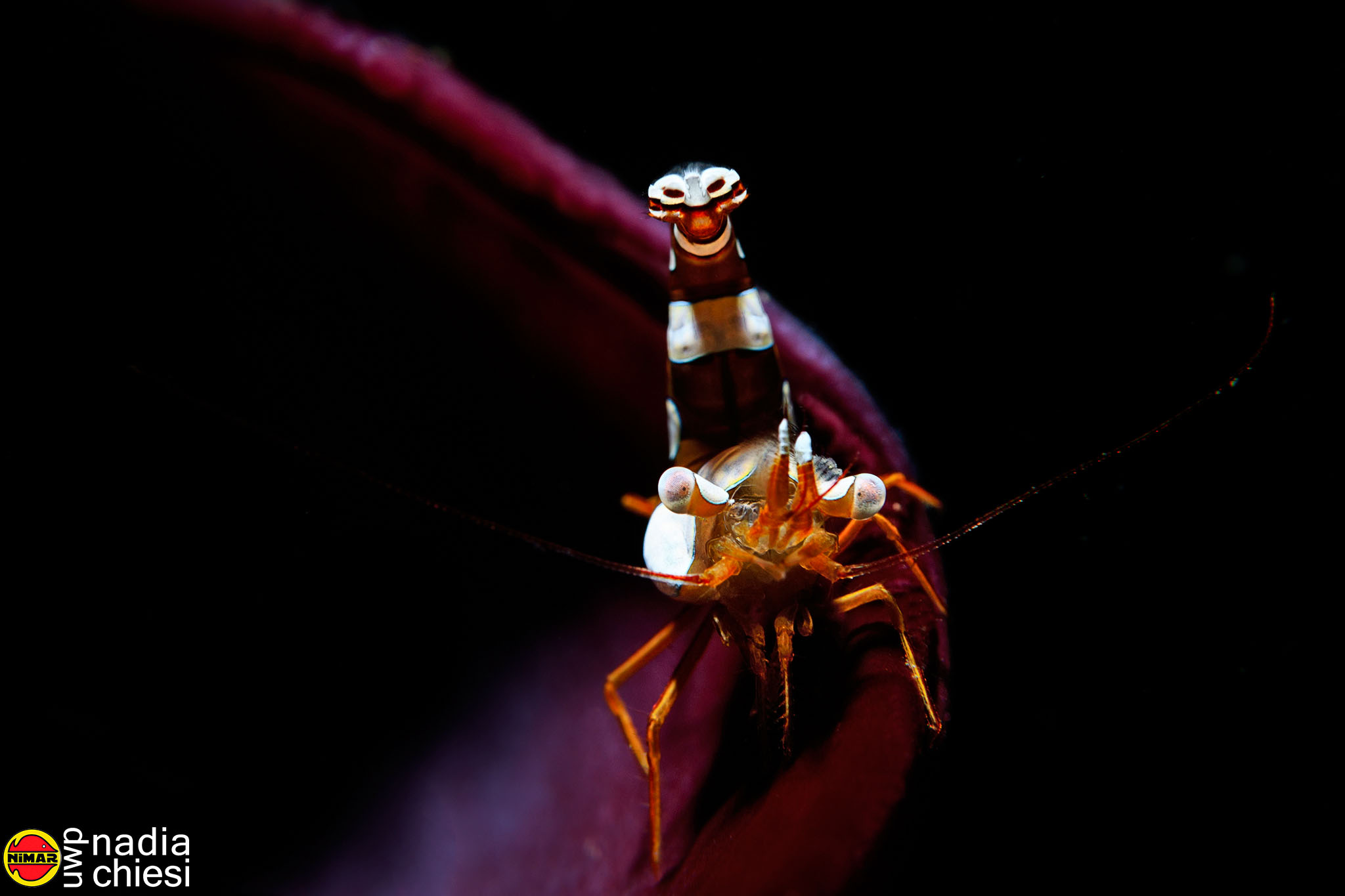 gamberetto con parassita