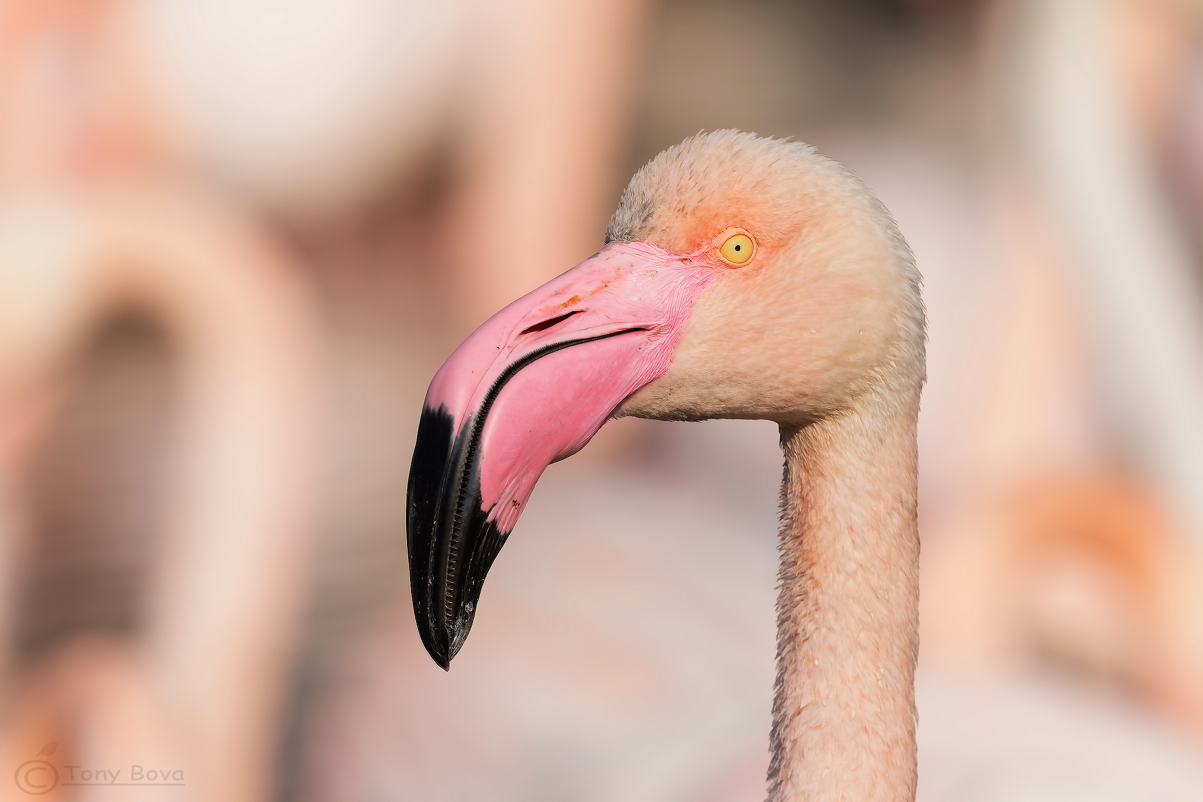 Portrait... Phoenicopterus roseus