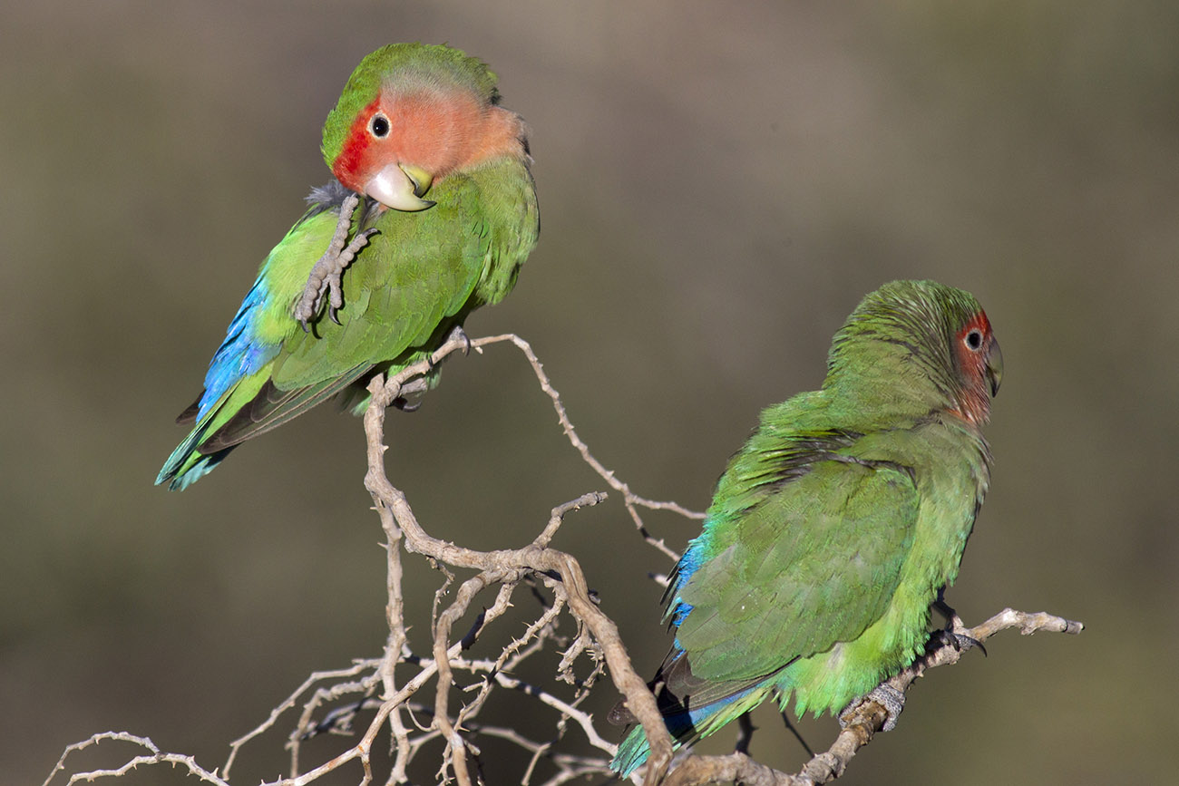 Agapornis Roseicollis