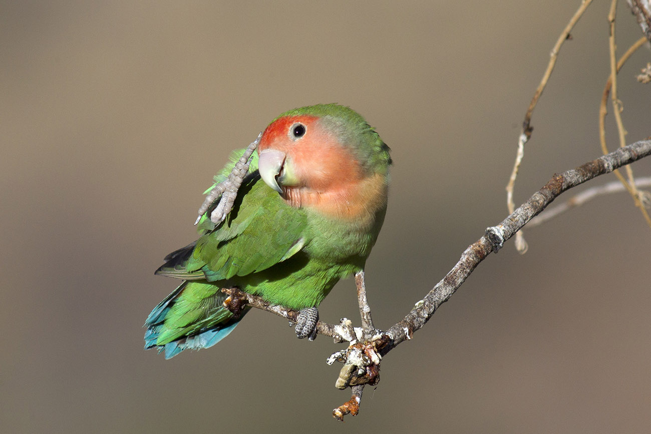 Agapornis Roseicollis