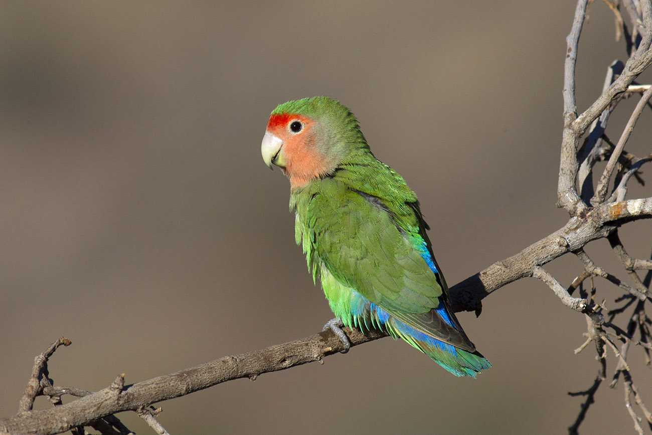 Agapornis Roseicollis