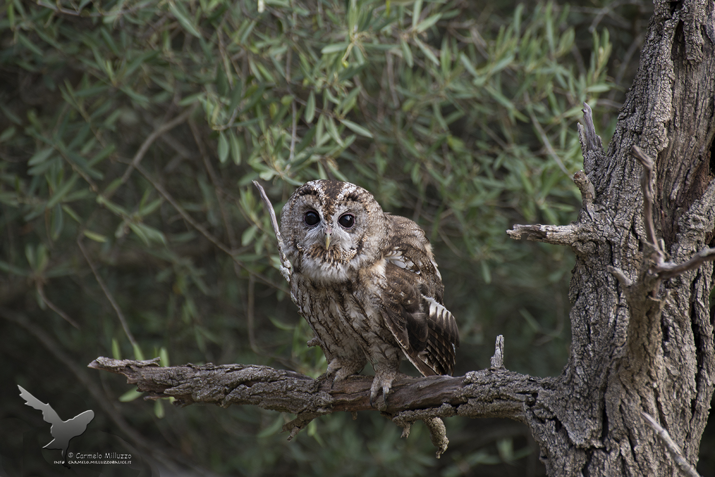 Allocco _Strix aluco_