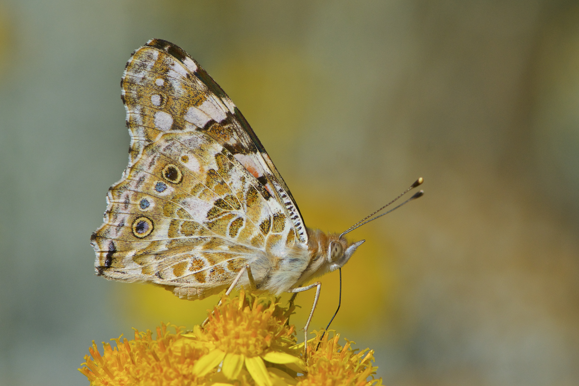 Vanessa cardui