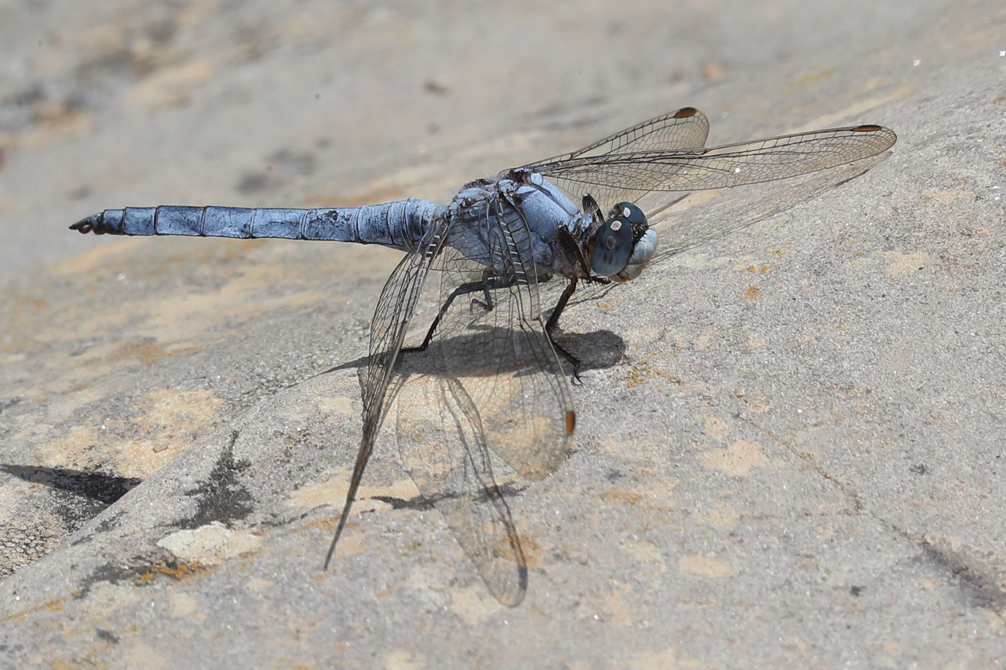 Orthetrum brunneum