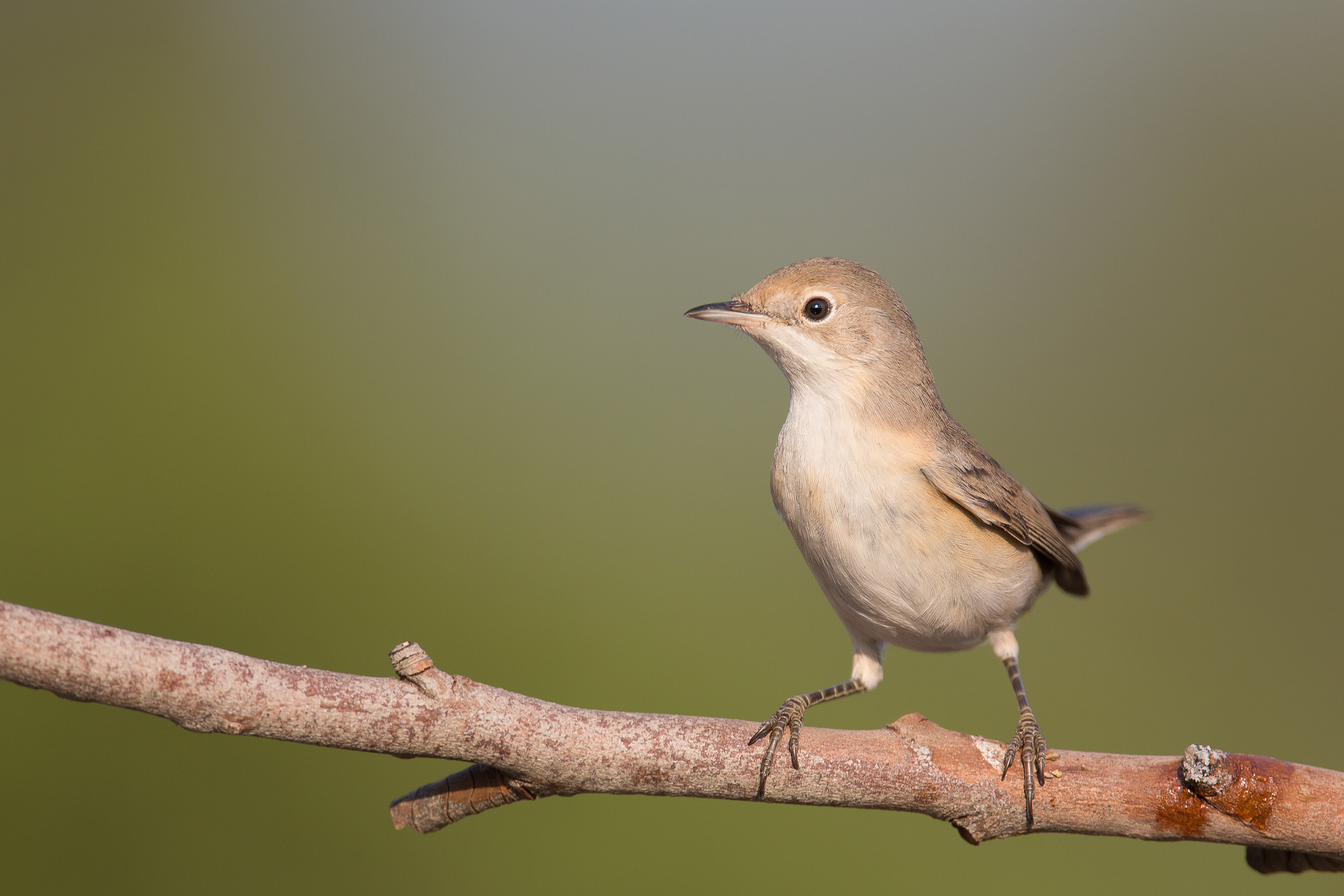 Beccafico - Sylvia Borin