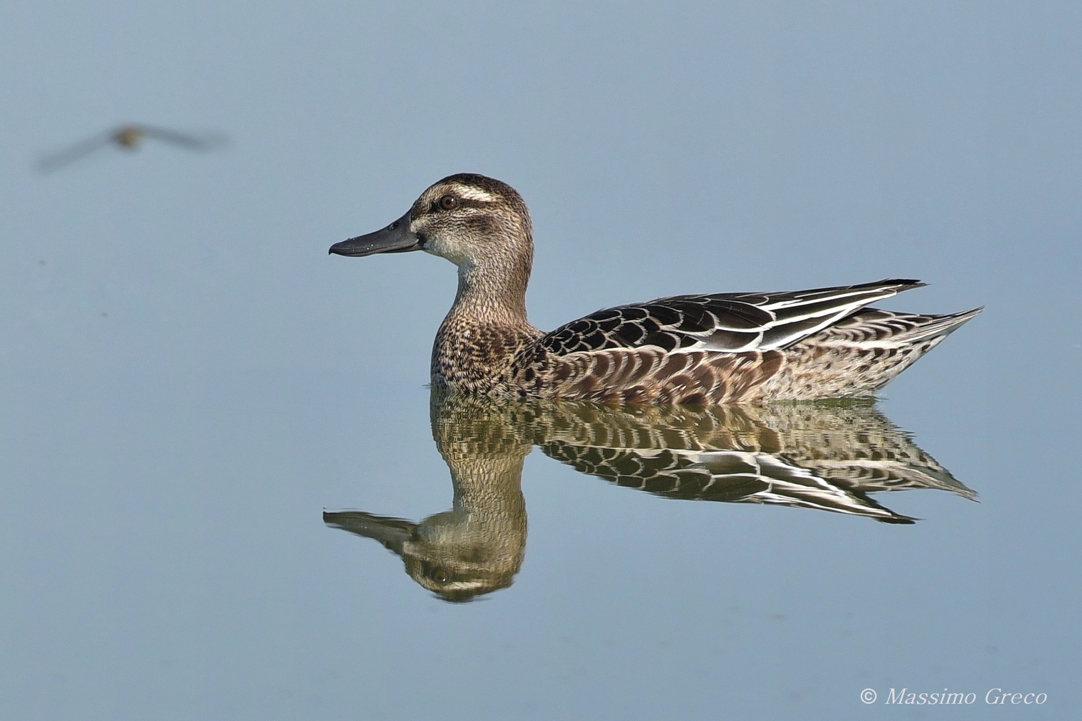 Marzaiola (Anas querquedula)