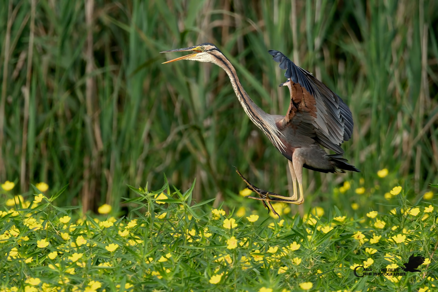 Red Heron