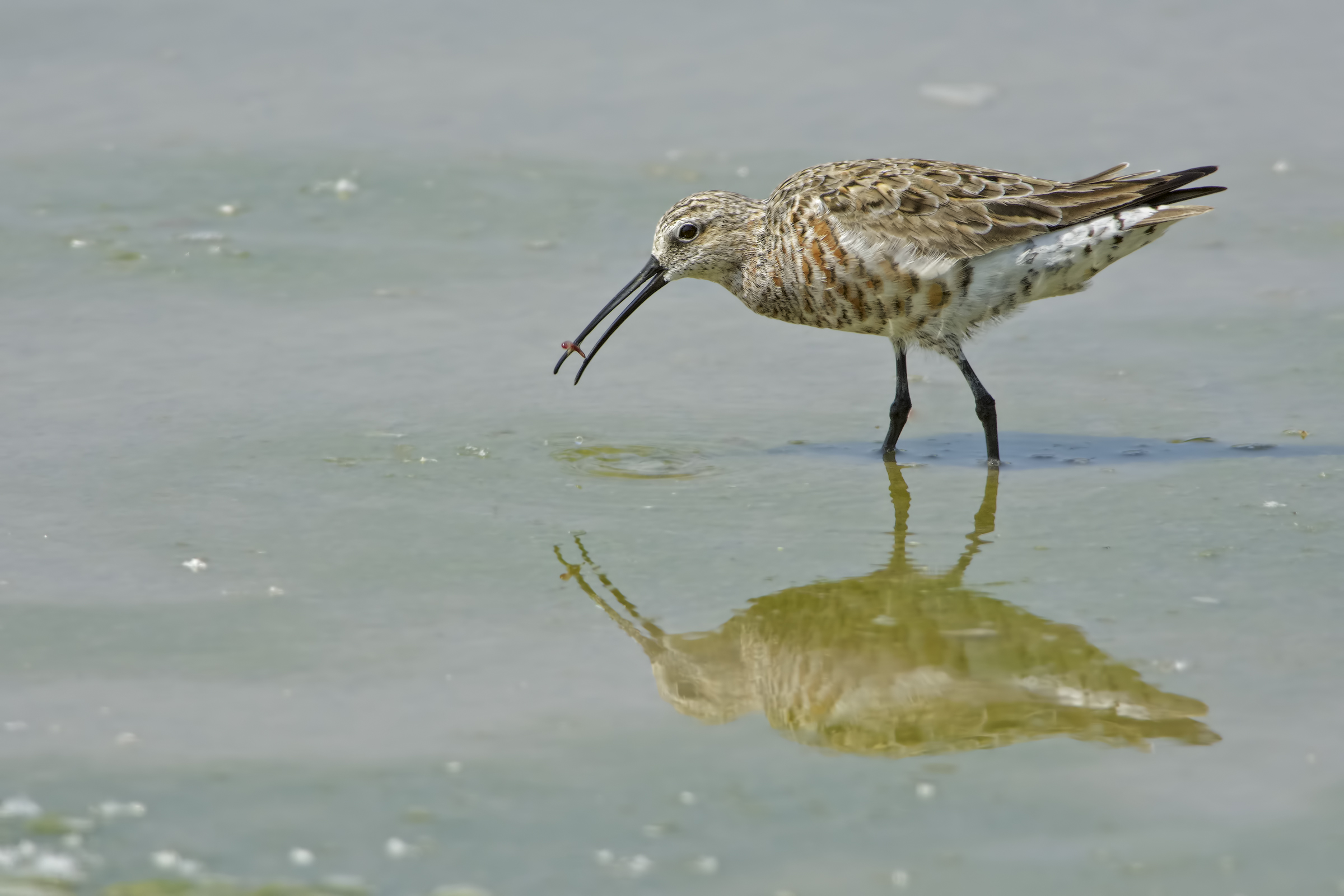 Piovanello comune (Calidris ferruginea )