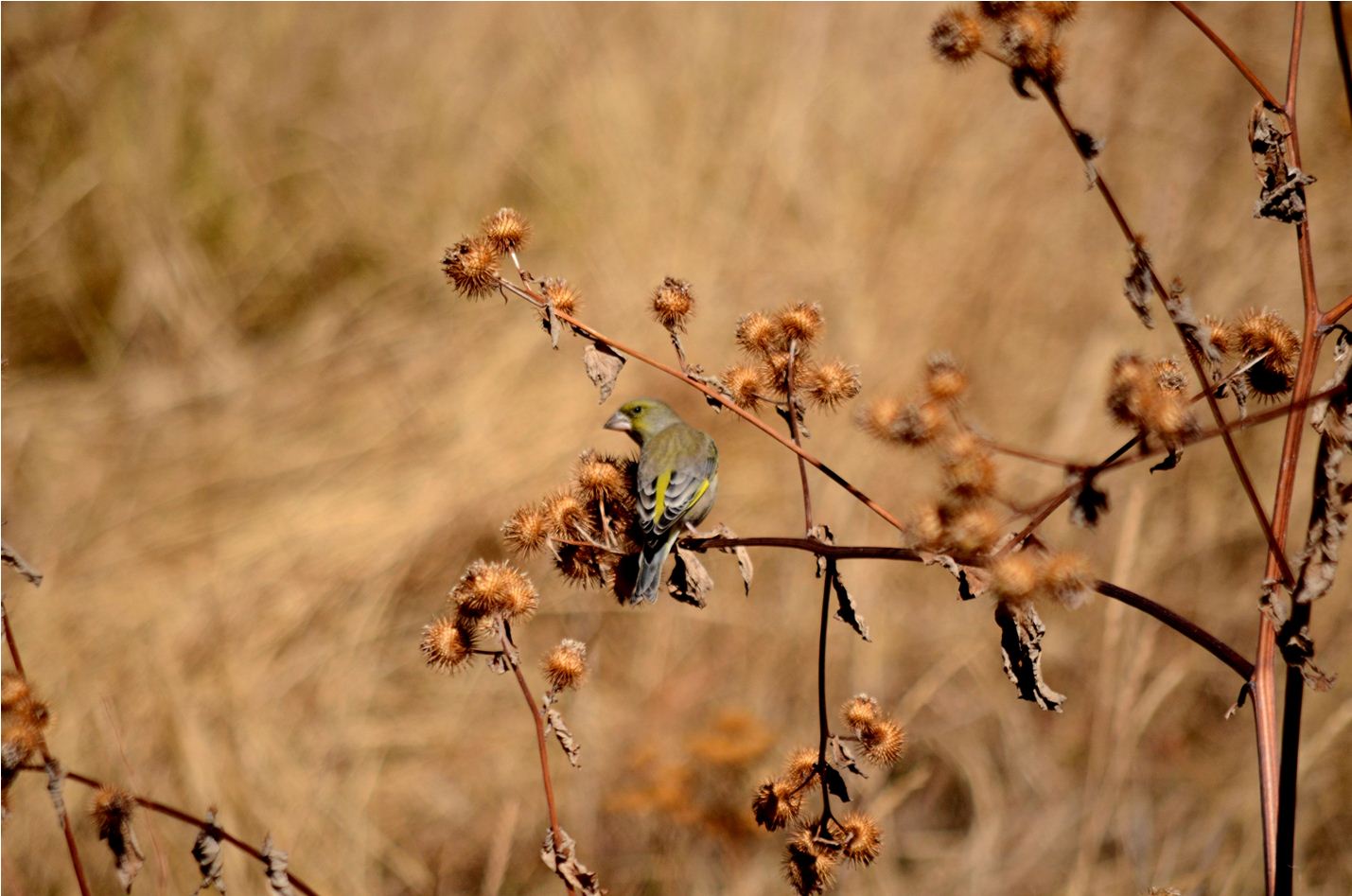 green finch(no crop)
