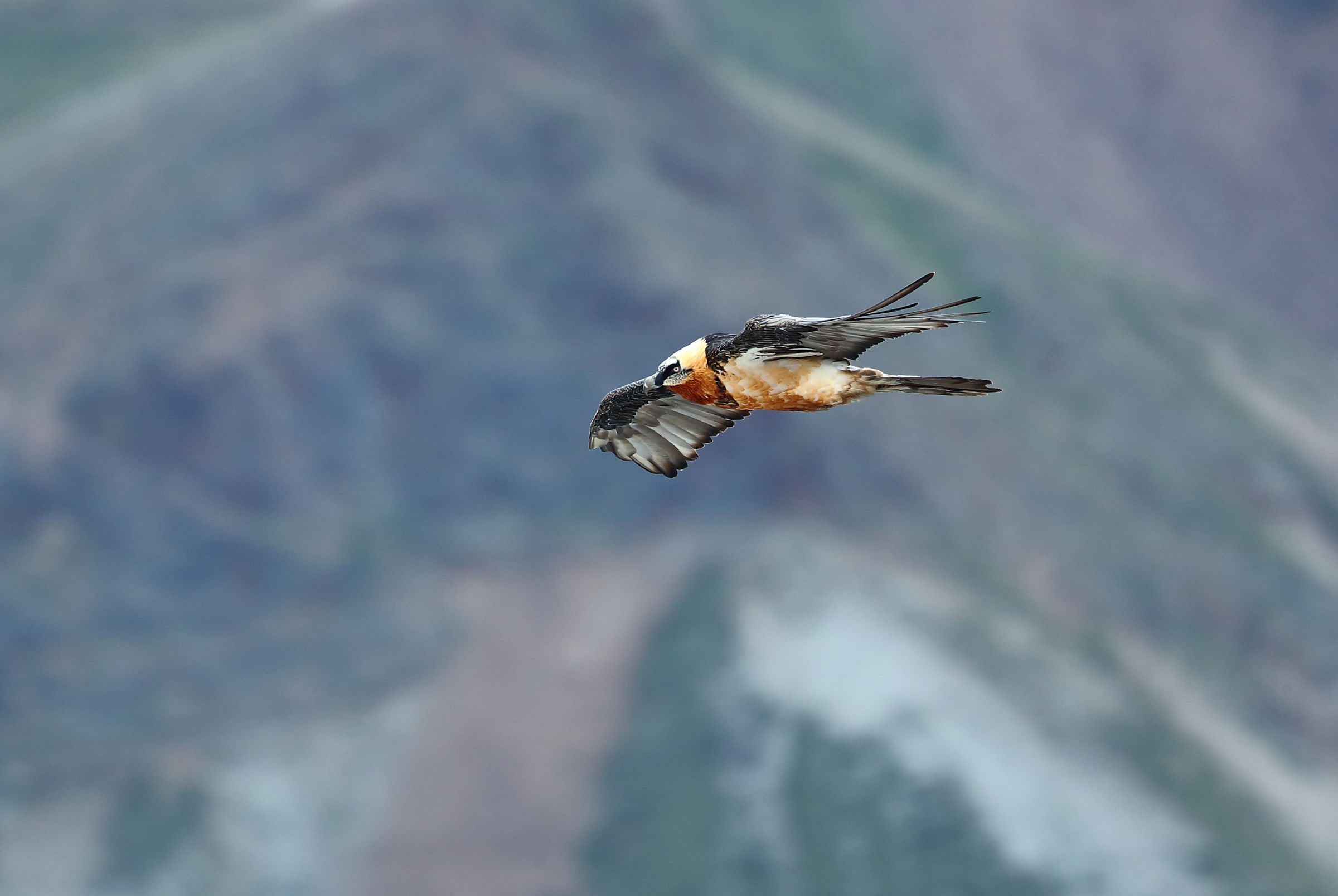 Bearded Vulture