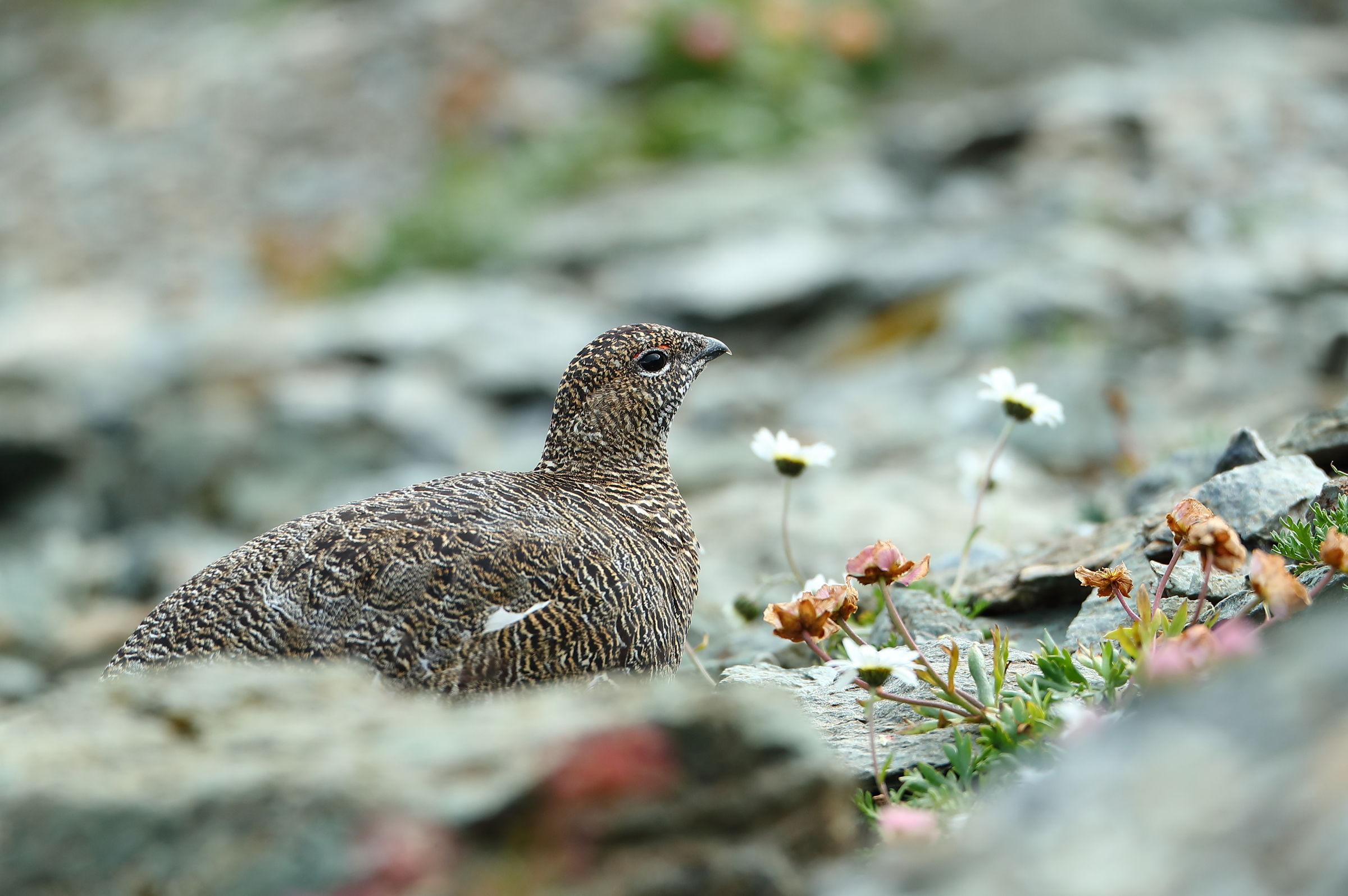 Among the alpine flowers